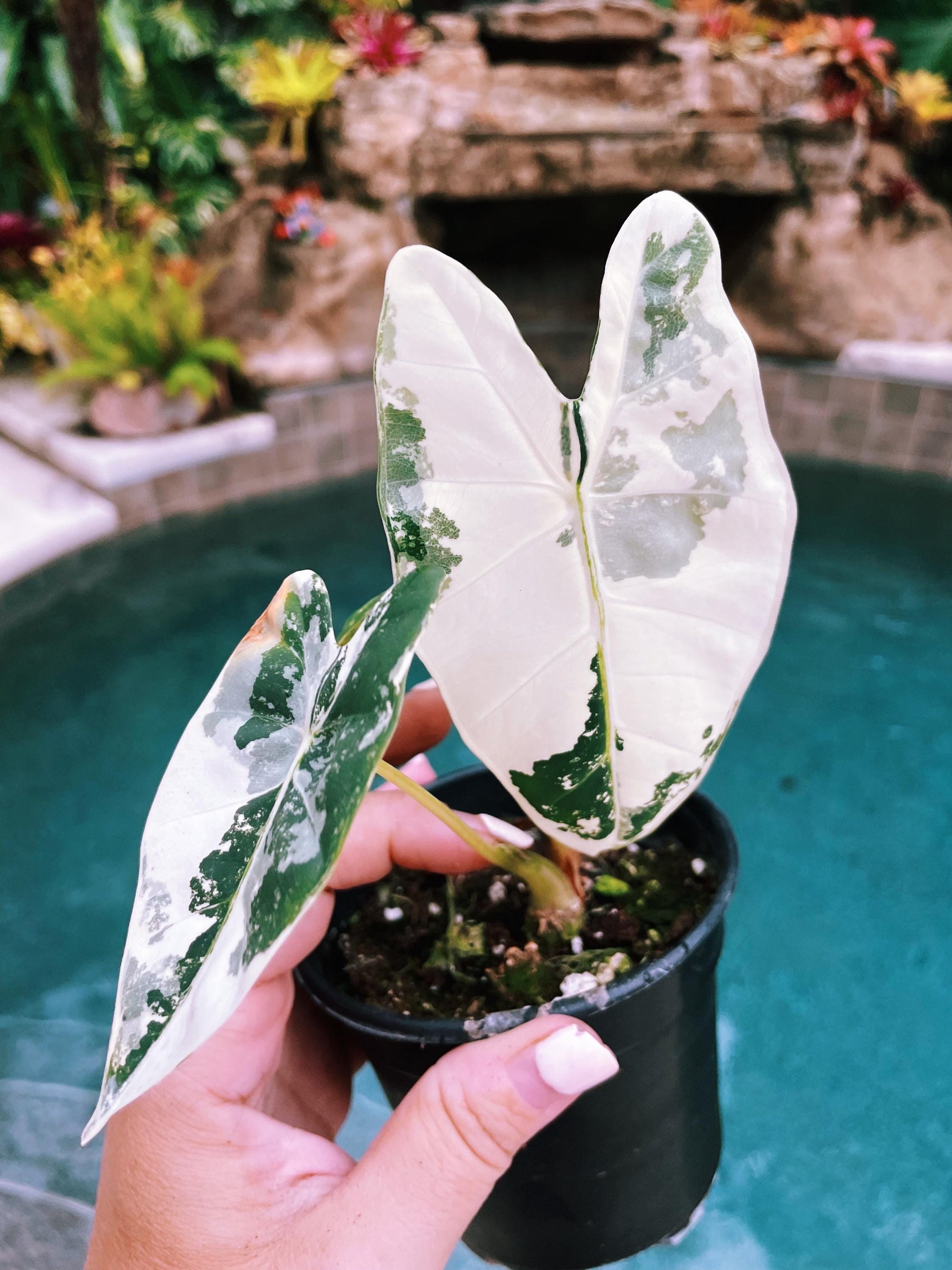 Actual plant- RARE Variegated Alocasia ‘Frydek albo mint Hybrid Sport Elephant Ear 4 potted live house plant 37a