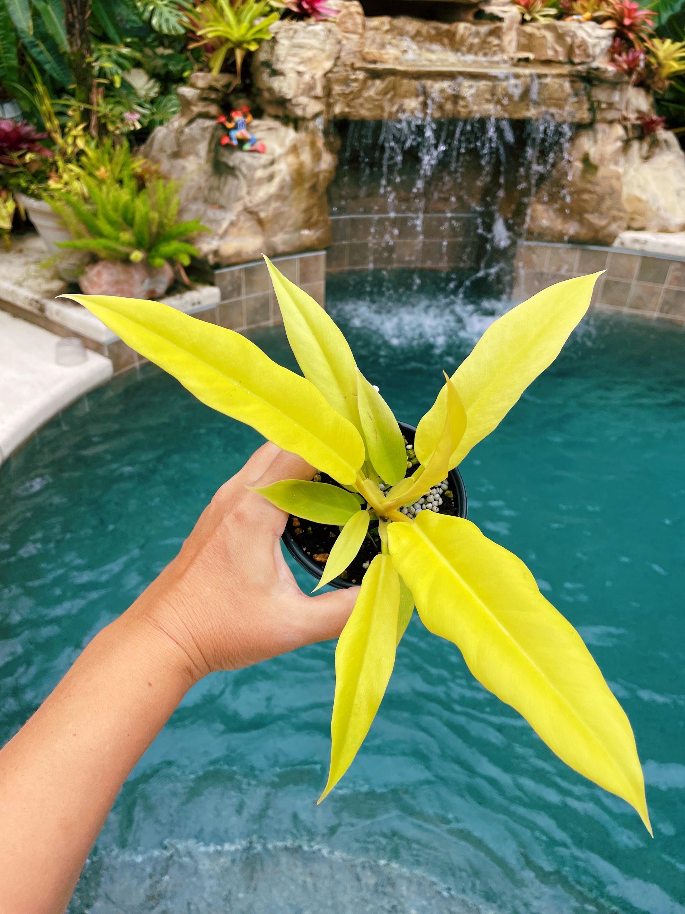 philodendron golden saw vs golden crocodile Philodendron Golden Crocodile Saw Aurea live potted plant house plant