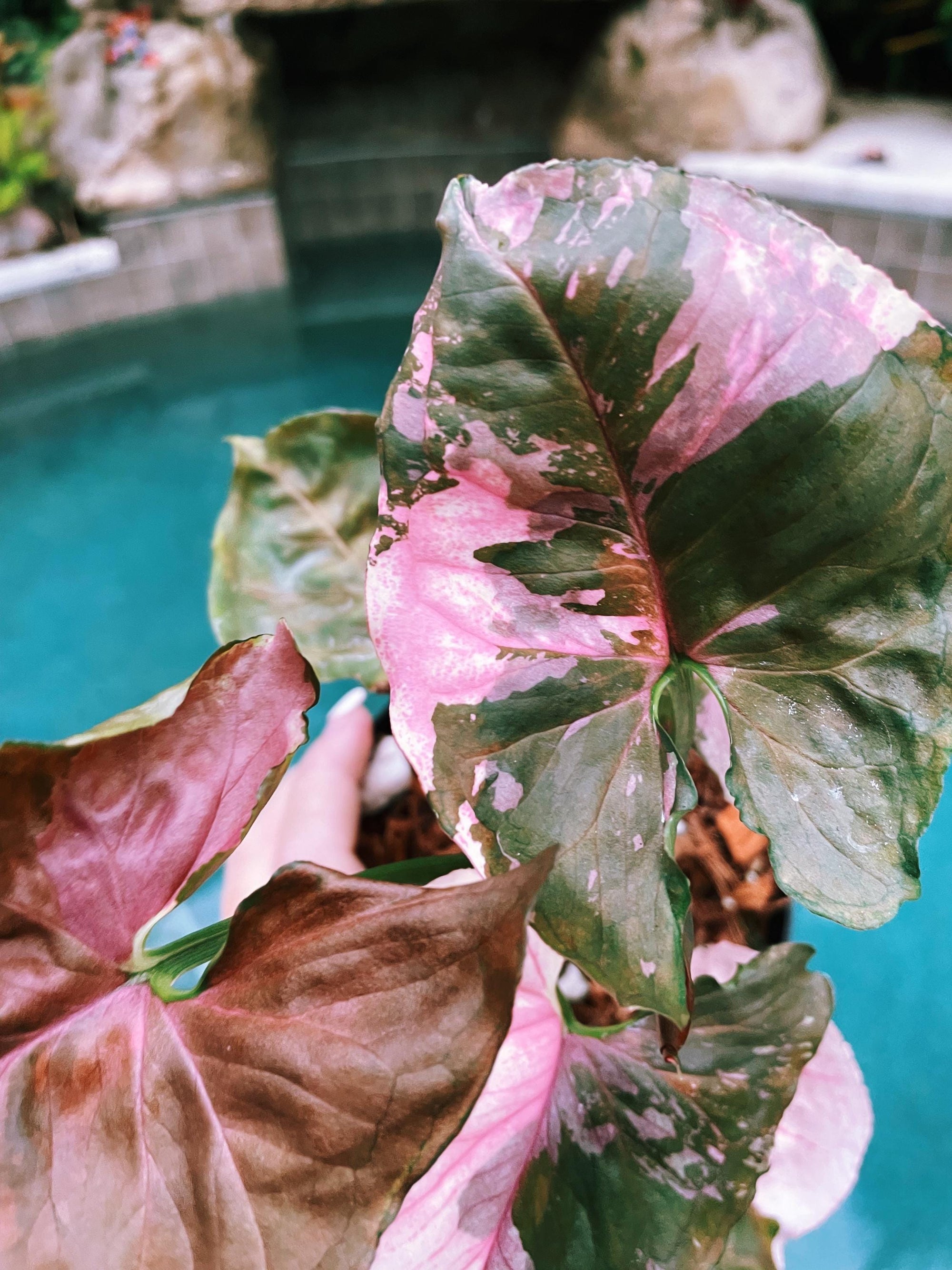 Actual Plant - Syngonium Pink Strawberry Ice Galaxy Marble 2 potted house plant gift 38b