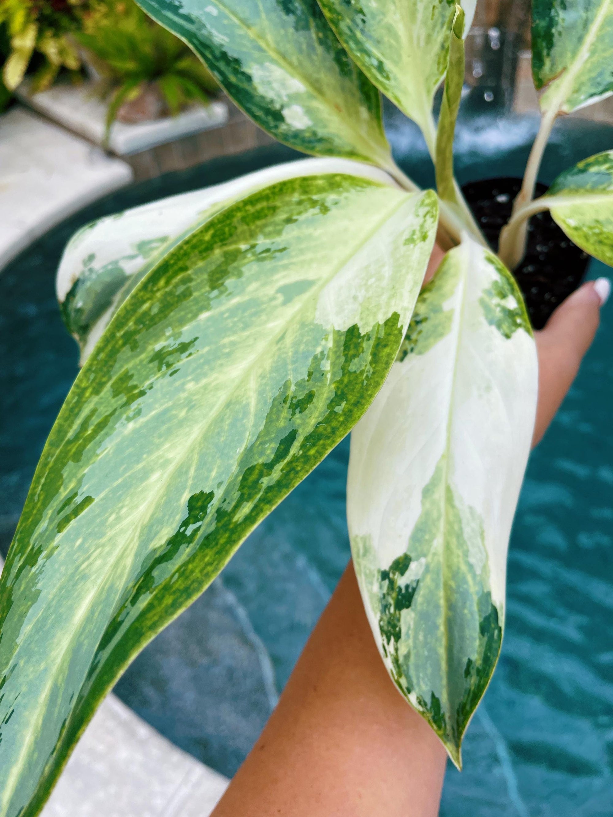 Actual Plant - Rare Variegated Albo Aglaonema ‘Golden Bay Live House Plant Potted 4 gift US Seller A