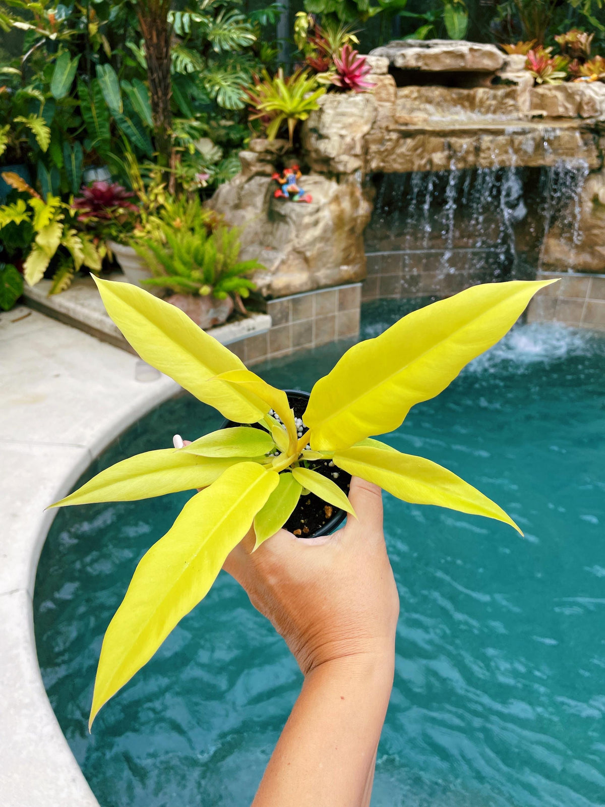 Philodendron Golden Crocodile Saw Aurea live  potted plant house plant 4&quot; pot