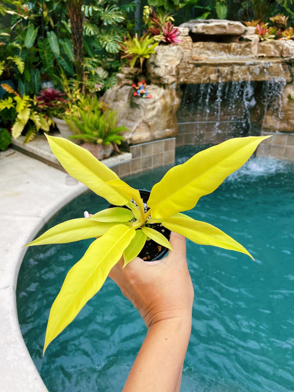 alligator philodendron Philodendron Golden Crocodile Saw Aurea live potted plant house plant