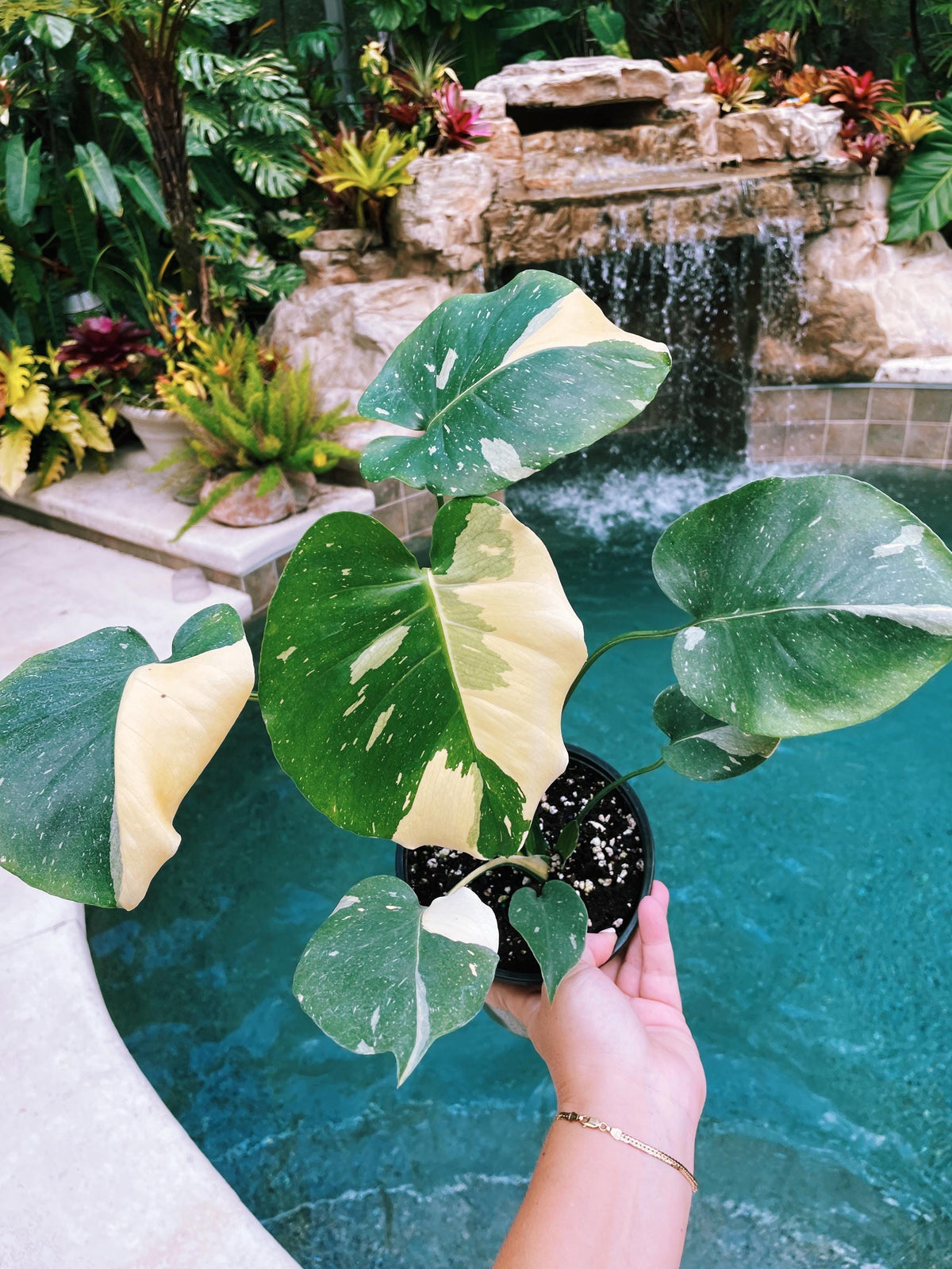 Hot Monstera Thai Constellation | with rare sectoral variegation