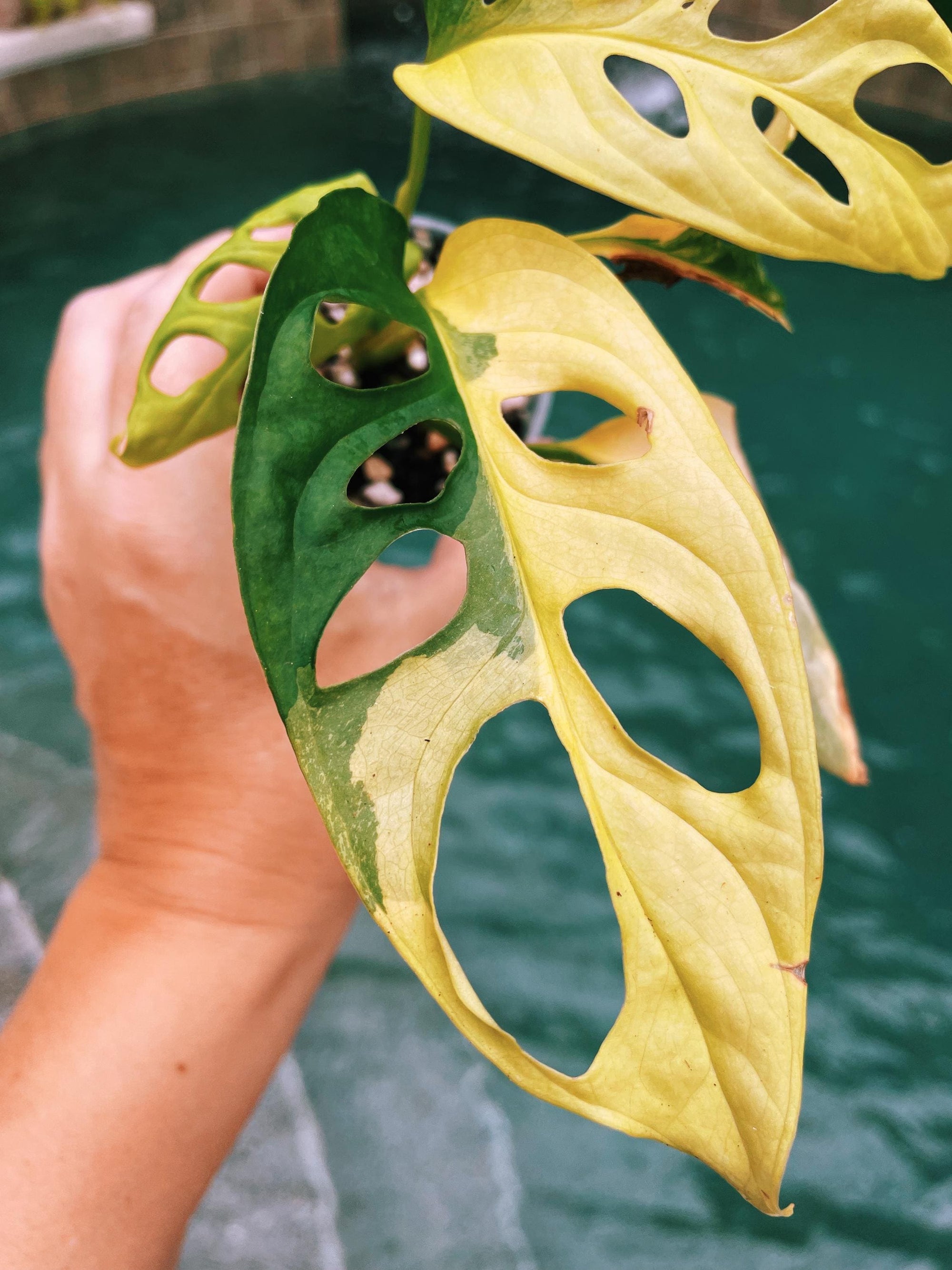 Actual Plant - RARE Sport Variegated Monstera Adansonii Aurea Tropical House Plant Aroid 2 Potted 42c