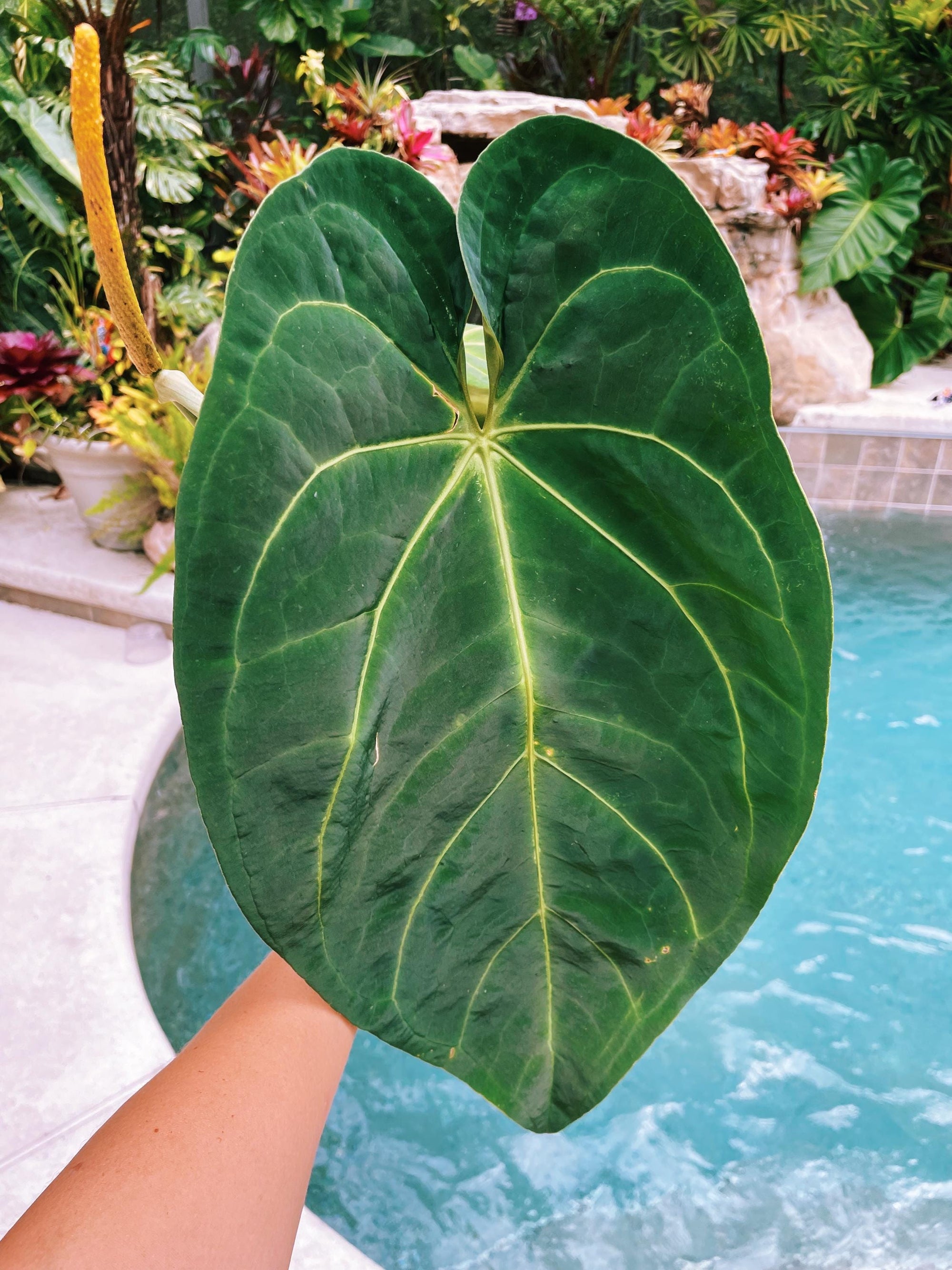 Actual Plant - XL Huge Anthurium Hybrid NOID Aroid Live House Plant 6 Potted Gift 42b