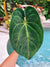 Actual Plant - XL Huge Anthurium Hybrid NOID Aroid Live House Plant 6 Potted Gift 42b