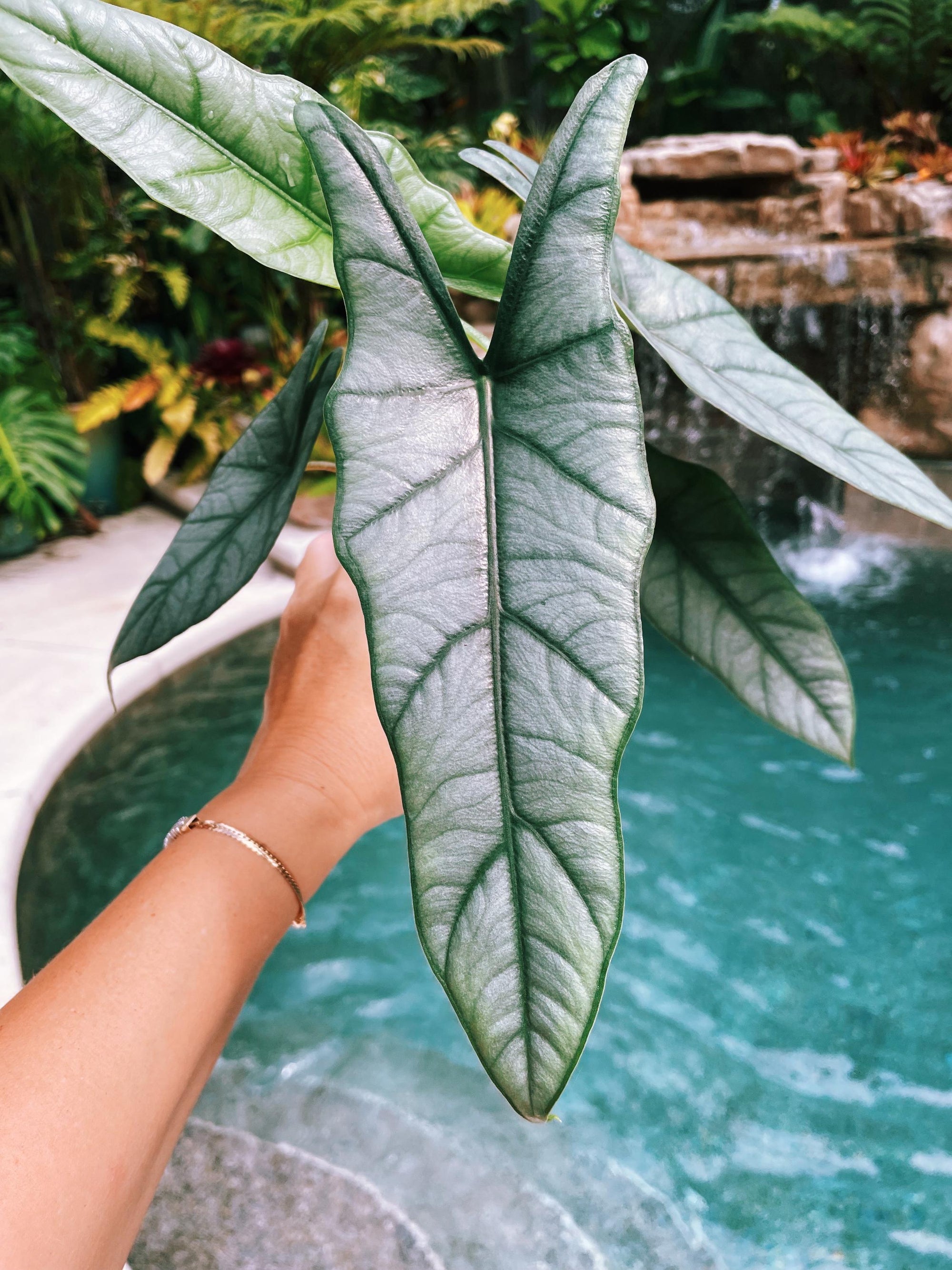 Alocasia Heterophylla ‘Dragons Breath Baginda Jewel Elephant Ear 4 potted live house plant aroid