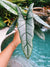 Alocasia Heterophylla ‘Dragons Breath Baginda Jewel Elephant Ear 4 potted live house plant aroid