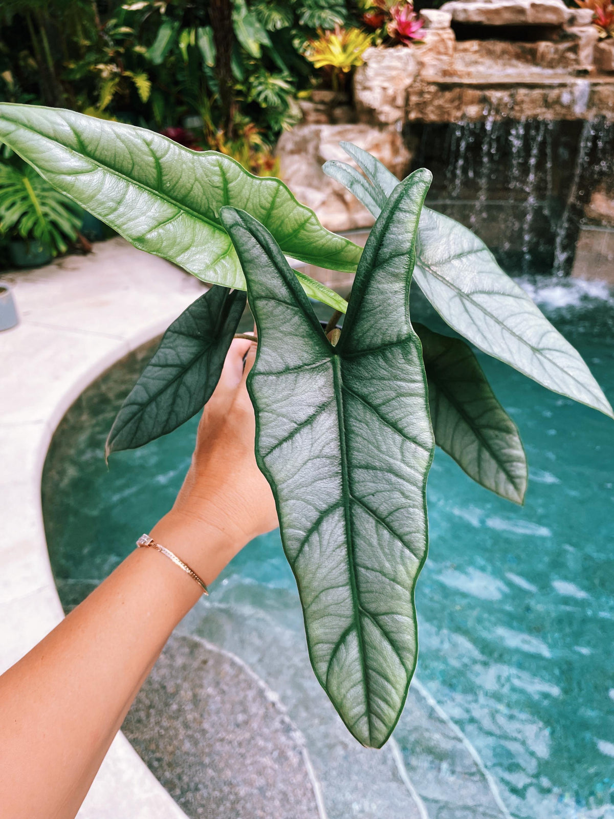 Alocasia Heterophylla ‘Dragons Breath Baginda Jewel Elephant Ear 4” pot potted live house plant aroid