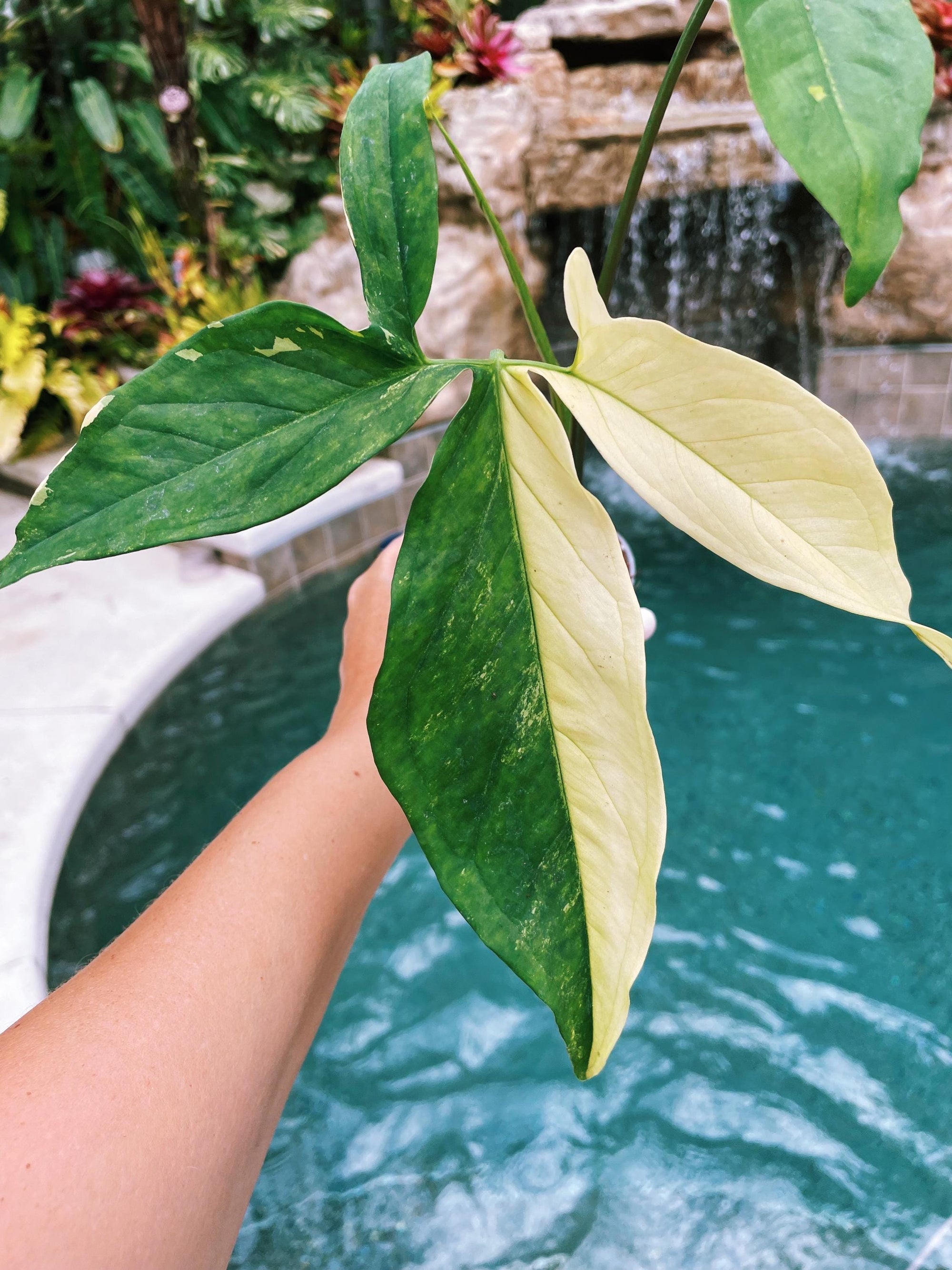 Actual Plant - Syngonium Angustatum Albo White Variegated live potted starter house plant