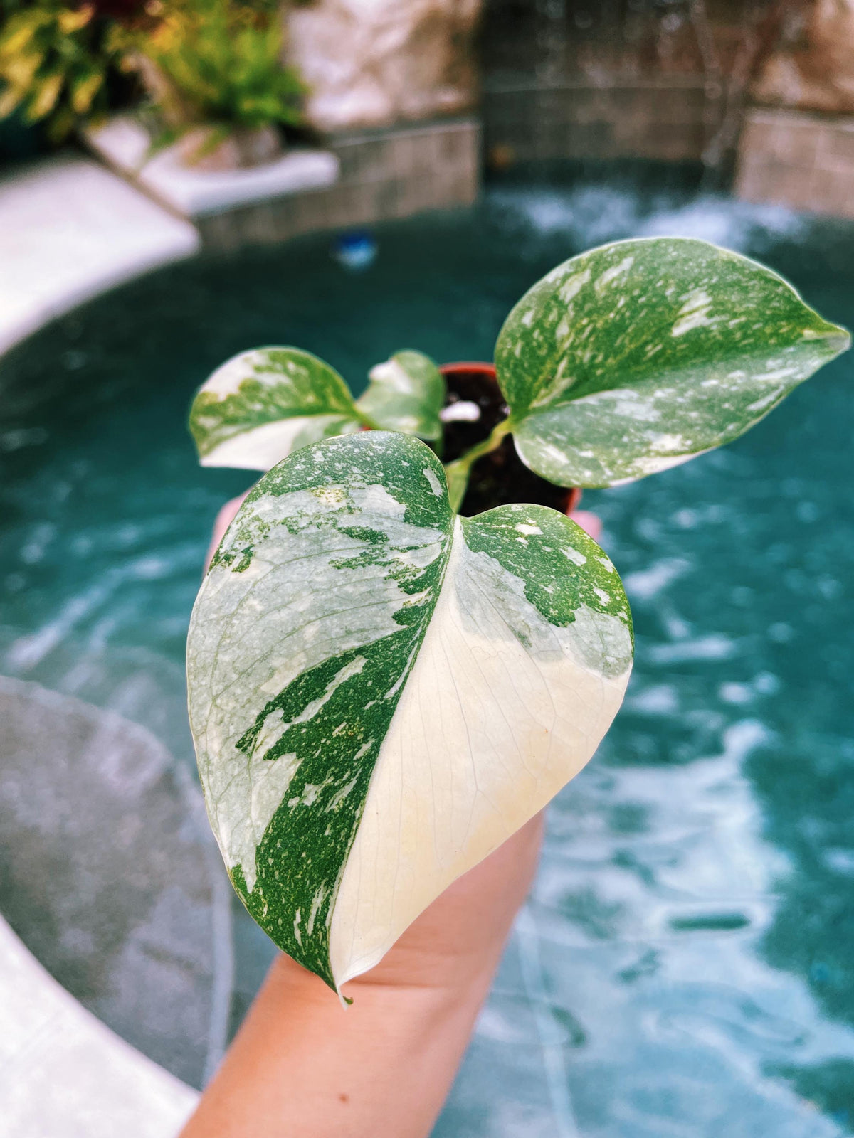 Premium Highly Variegated Growers Choice Monstera Thai Constellation Marble Milky Way Sport 4” potted starter plant live house