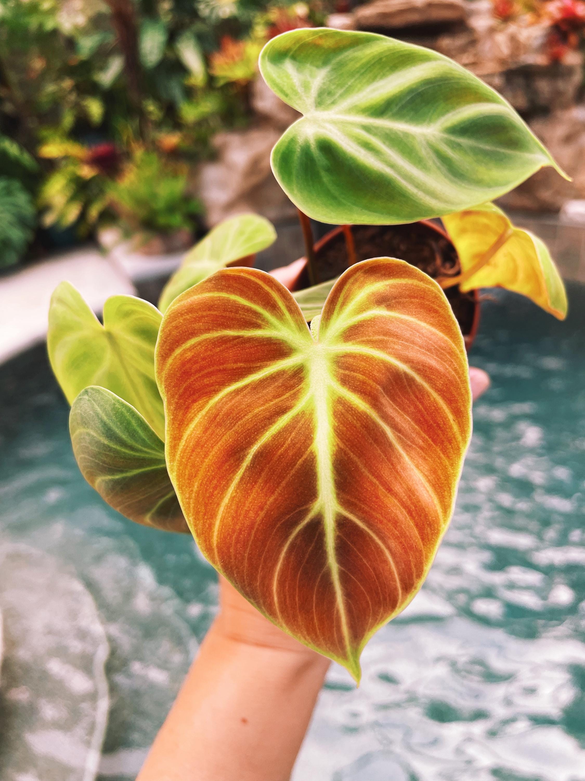el choco red philodendron Philodendron El Choco Red 2" potted starter plant live house
