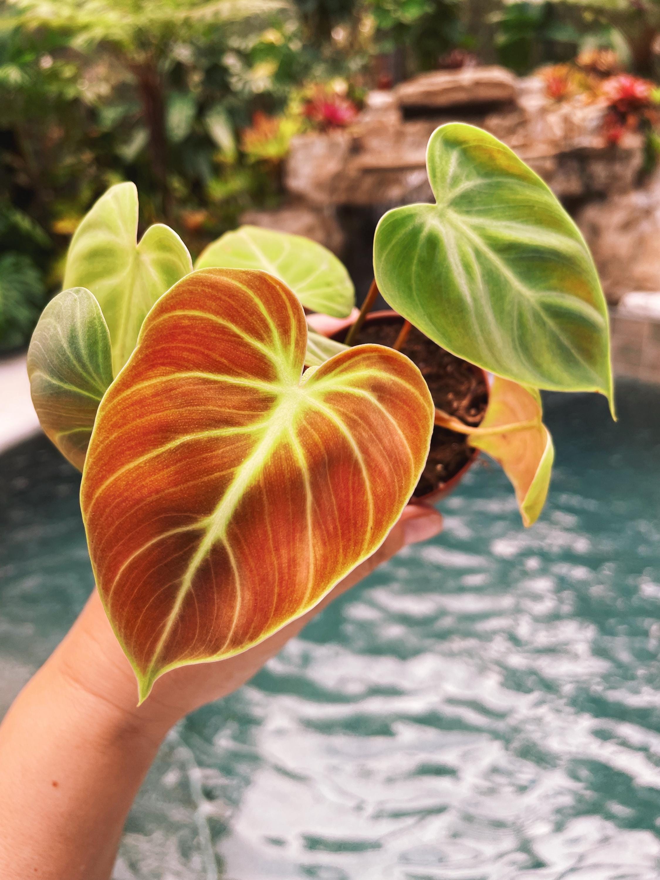 philodendron new red Philodendron El Choco Red 2" potted starter plant live house