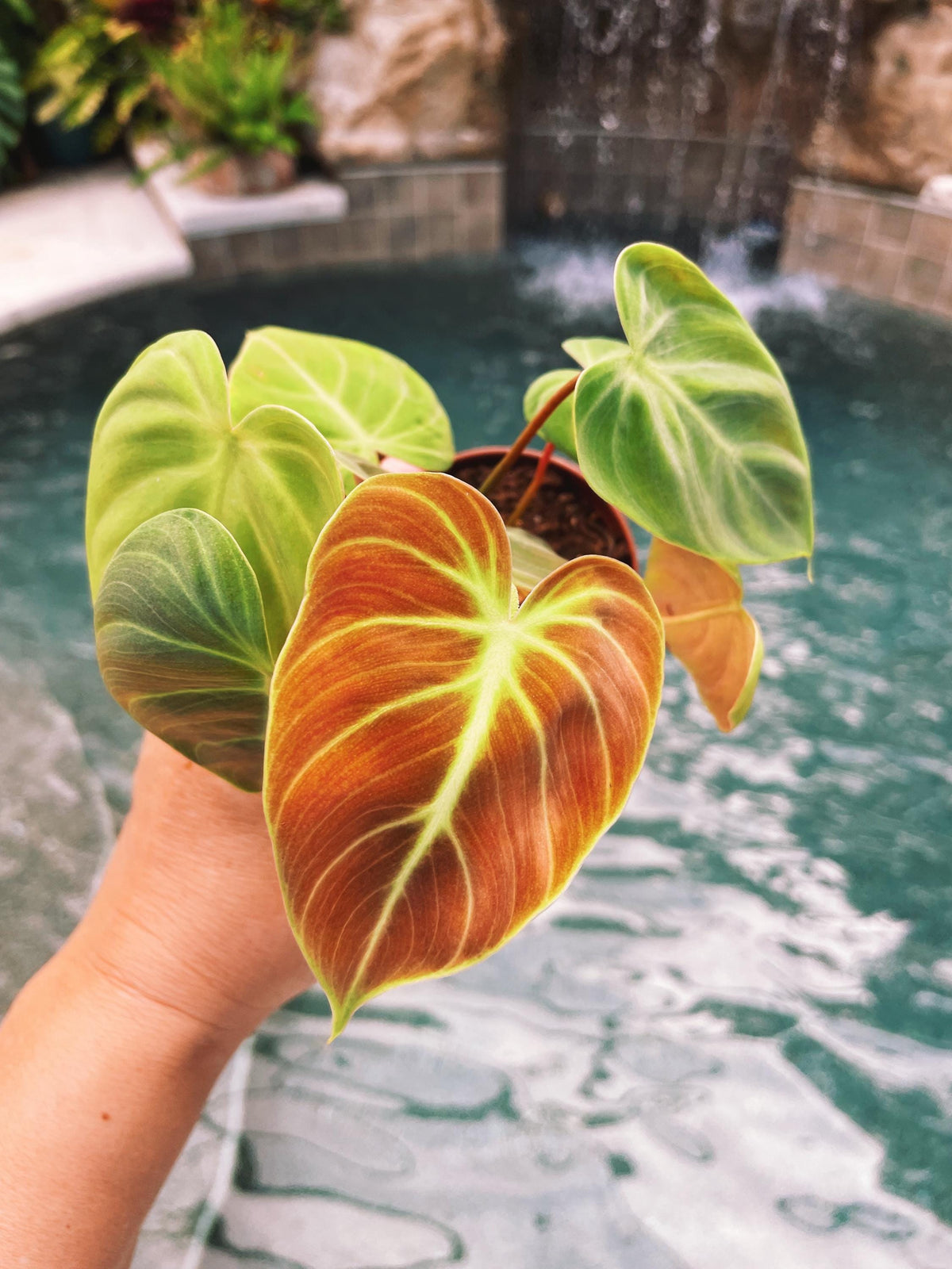Philodendron El Choco Red 2&quot; potted starter plant live house