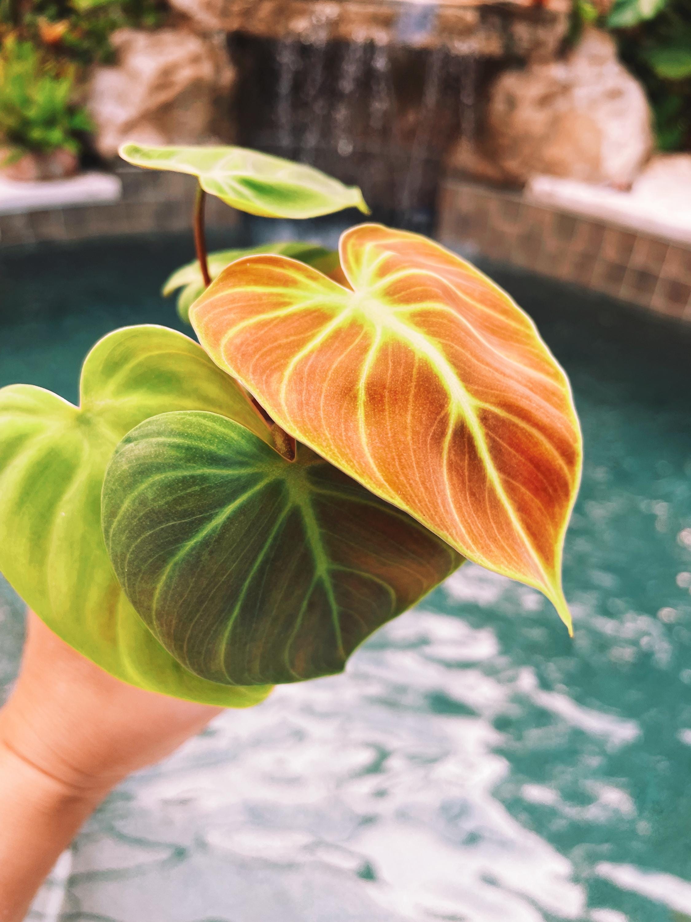philodendron el choco red climber Philodendron El Choco Red 2" potted starter plant live house
