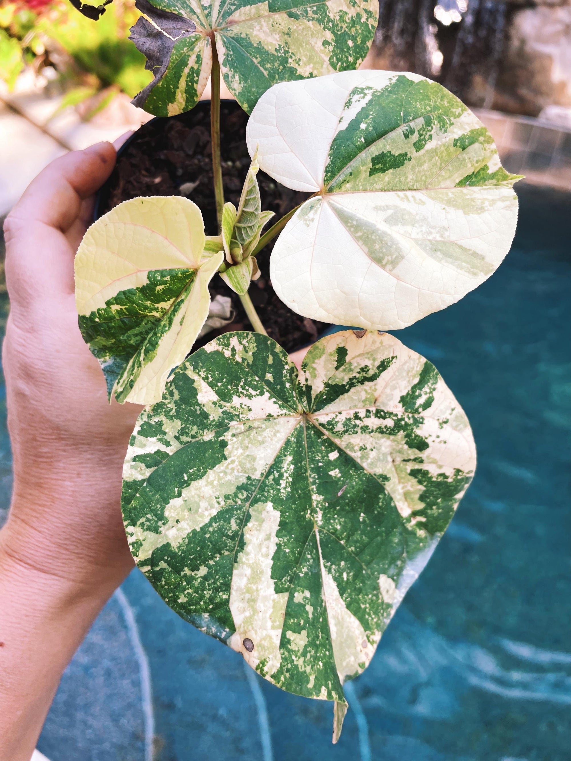 Highly Variegated Mahoe Tropical Sea Hibiscus Albo 4 potted plant growers choice