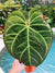 Actual Plant - XL Huge Anthurium Hybrid NOID Aroid Live House Plant 6 Potted Gift 42A