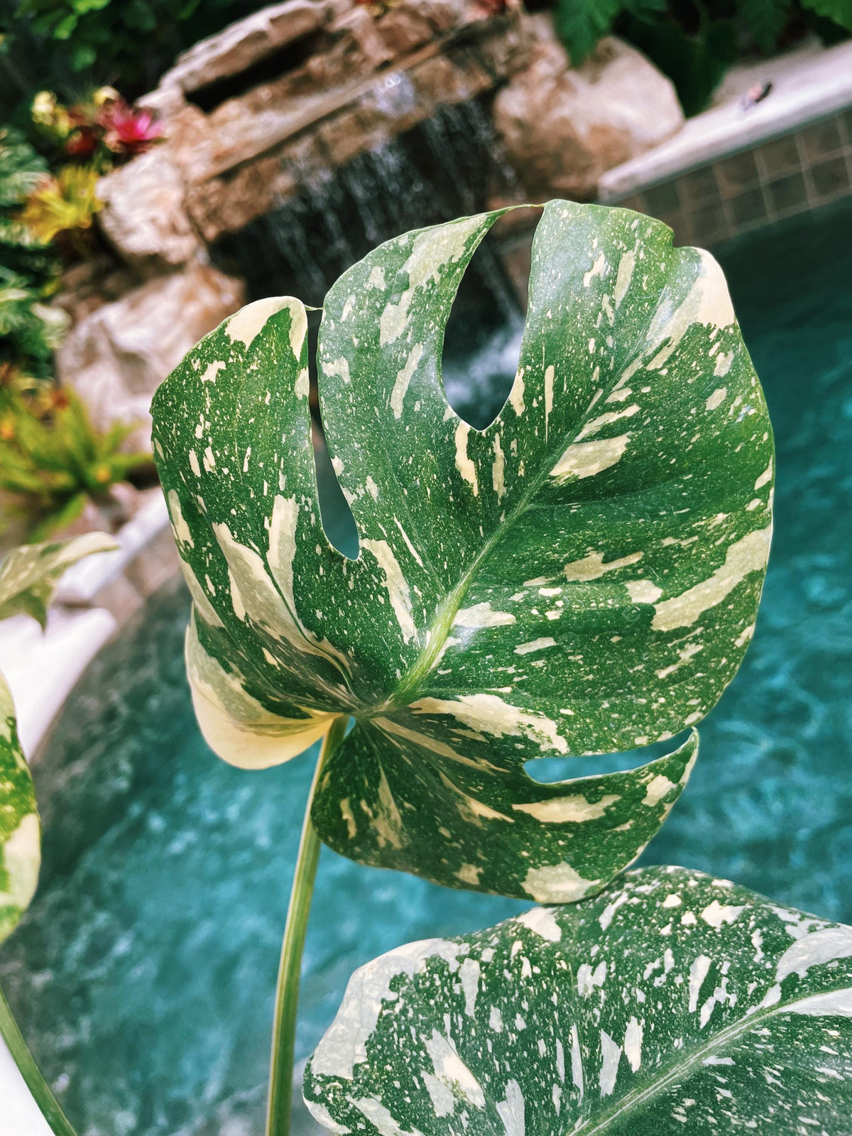 Hot Monstera Thai Constellation | with rare sectoral variegation