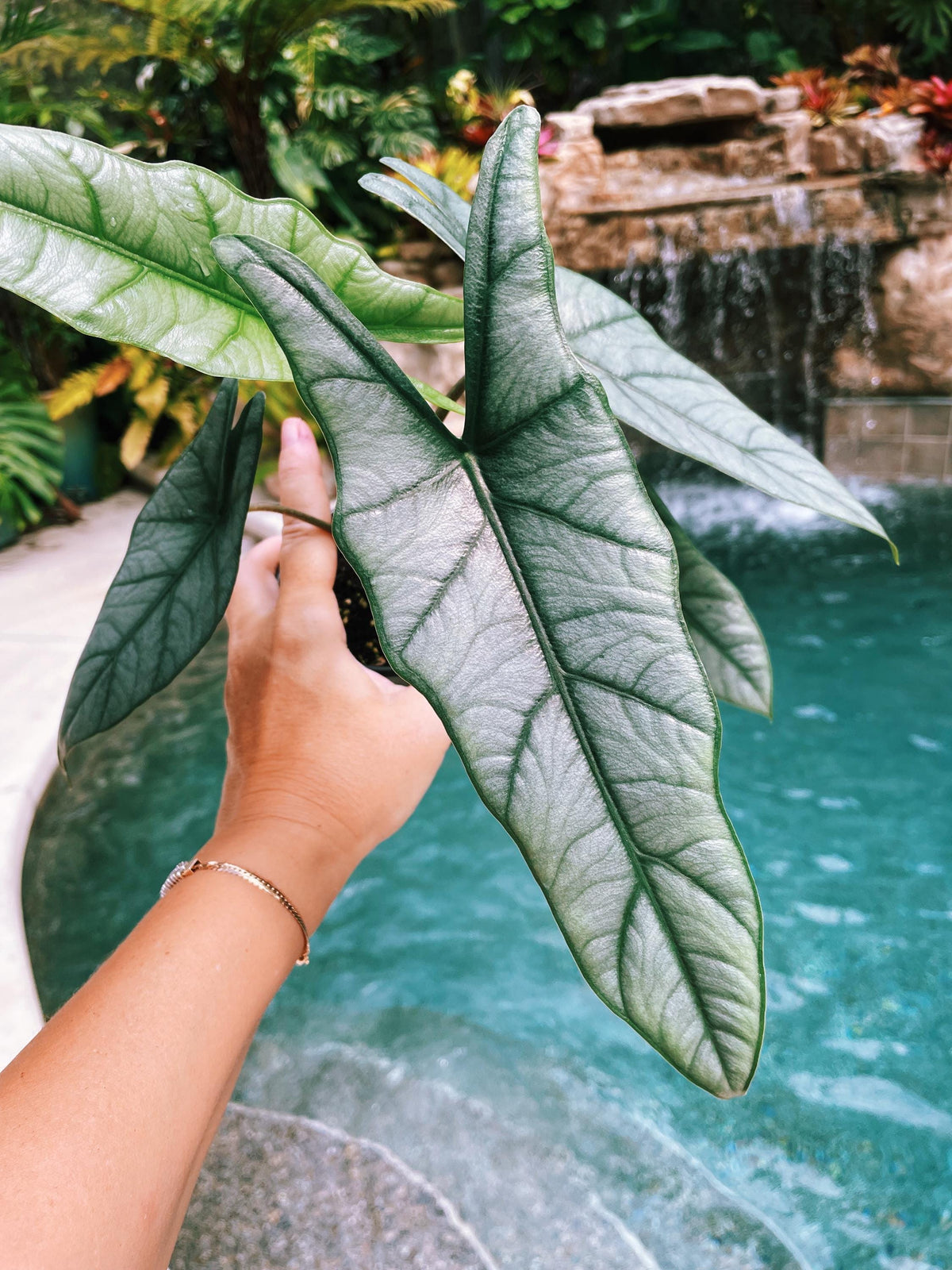 Alocasia Heterophylla ‘Dragons Breath Baginda Jewel Elephant Ear 4” pot potted live house plant aroid