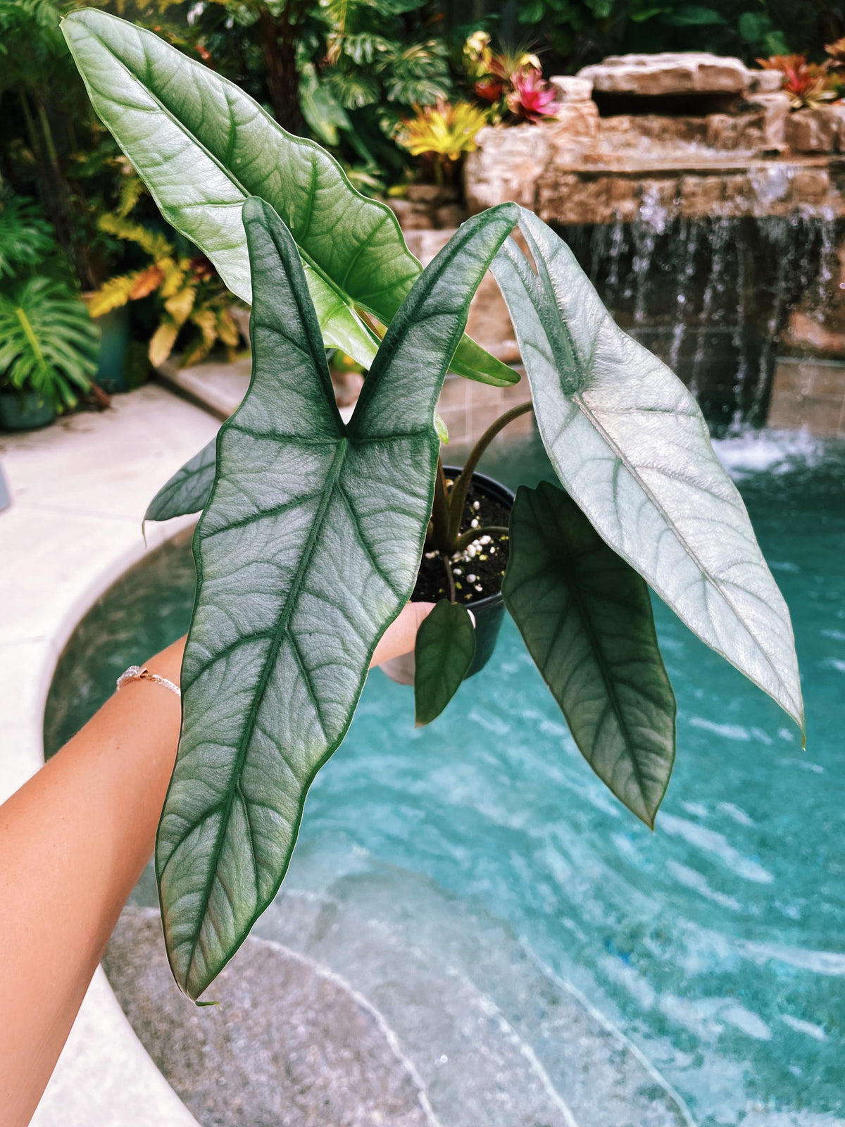 Alocasia Heterophylla ‘Dragons Breath Baginda Jewel Elephant Ear 4” pot potted live house plant aroid