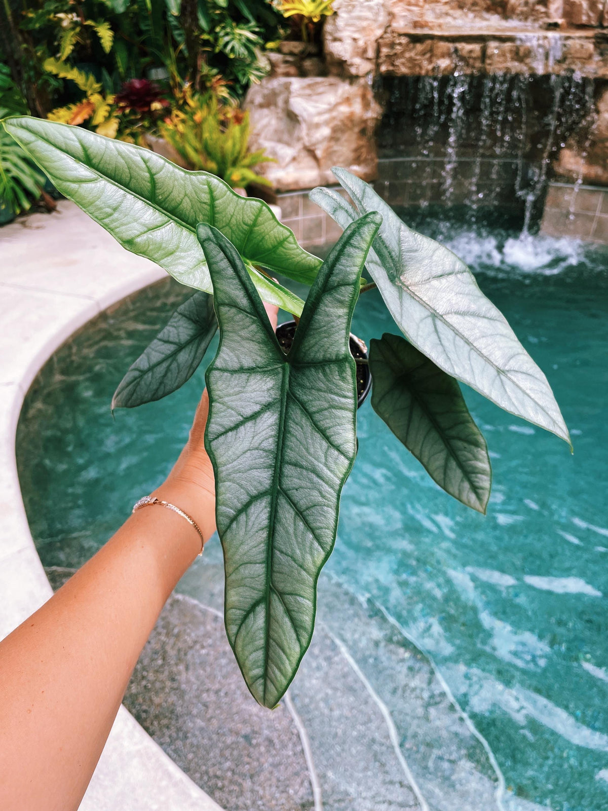 Alocasia Heterophylla ‘Dragons Breath Baginda Jewel Elephant Ear 4” pot potted live house plant aroid