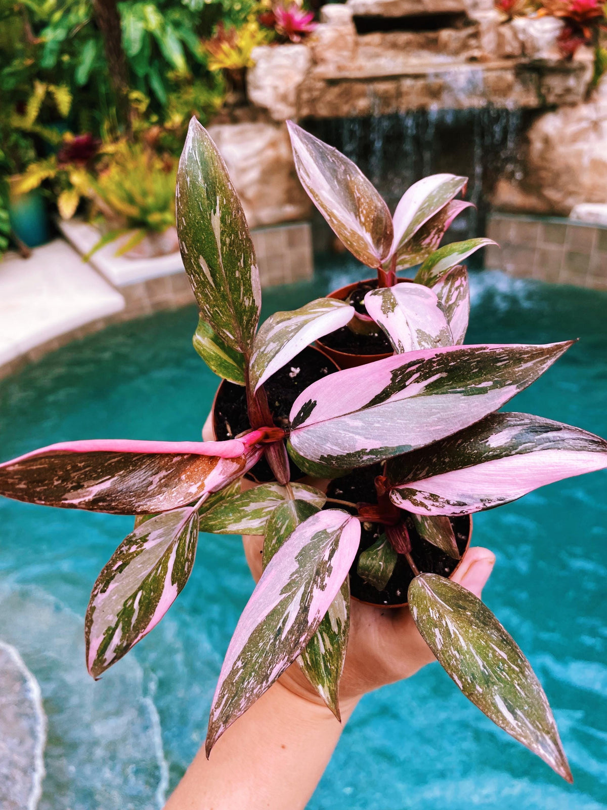 Rare Philodendron Pink Princess Tricolor Marble Galaxy Variegated 2&quot; potted starter plant gift Growers Choice aroid