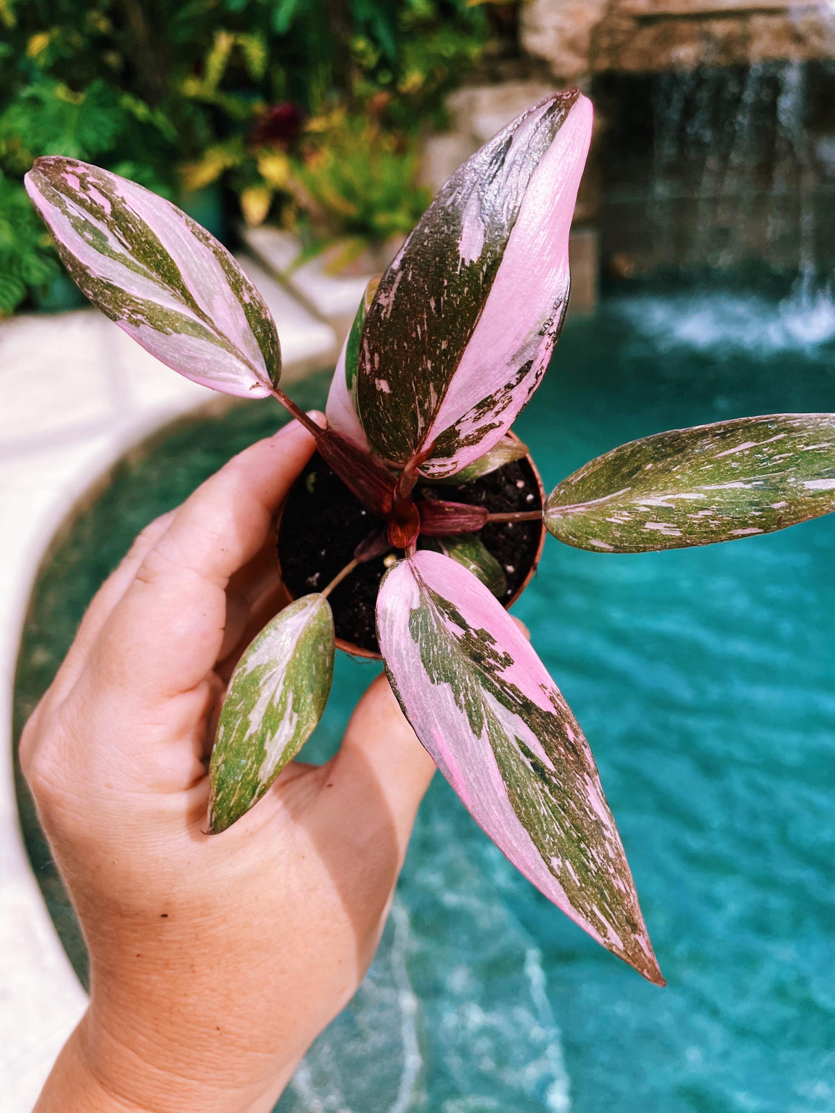 Rare Philodendron Pink Princess Tricolor Marble Galaxy Variegated 2&quot; potted starter plant gift Growers Choice aroid