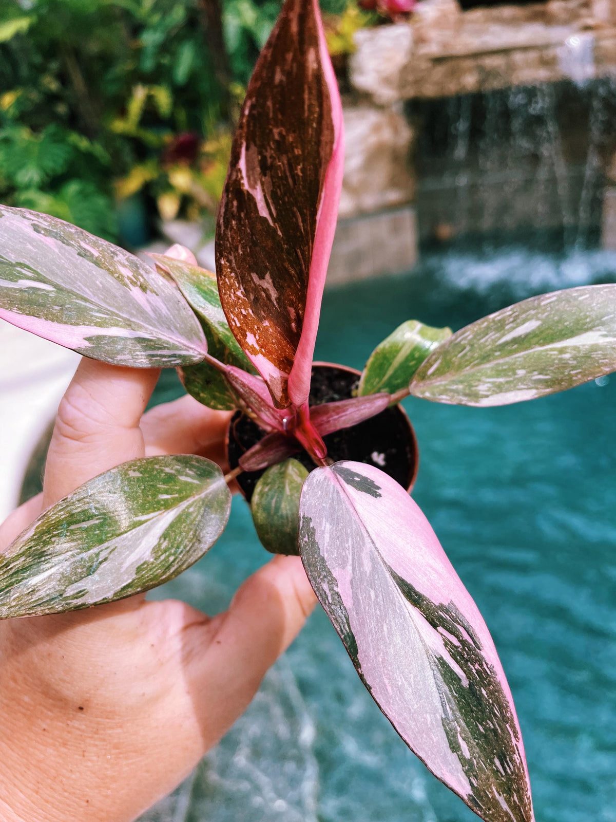 Rare Philodendron Pink Princess Tricolor Marble Galaxy Variegated 2&quot; potted starter plant gift Growers Choice aroid