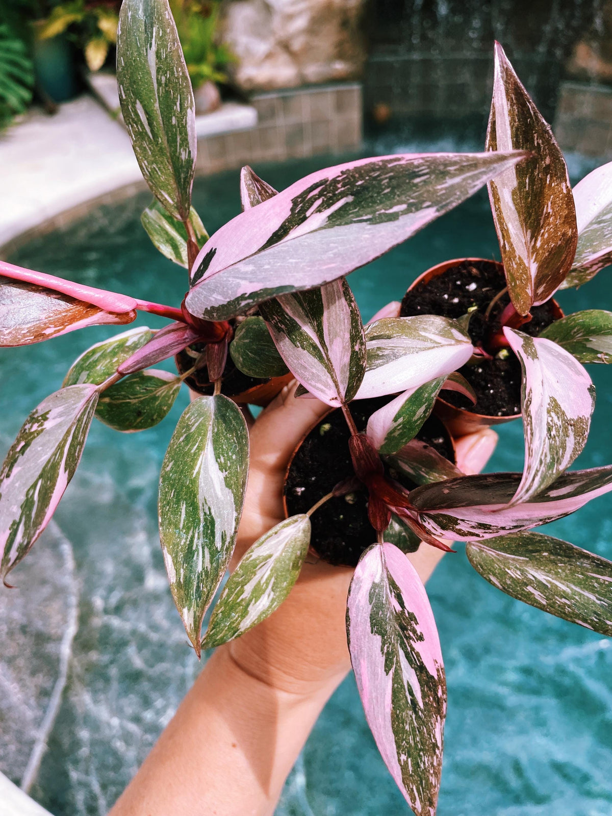 Rare Philodendron Pink Princess Tricolor Marble Galaxy Variegated 2&quot; potted starter plant gift Growers Choice aroid