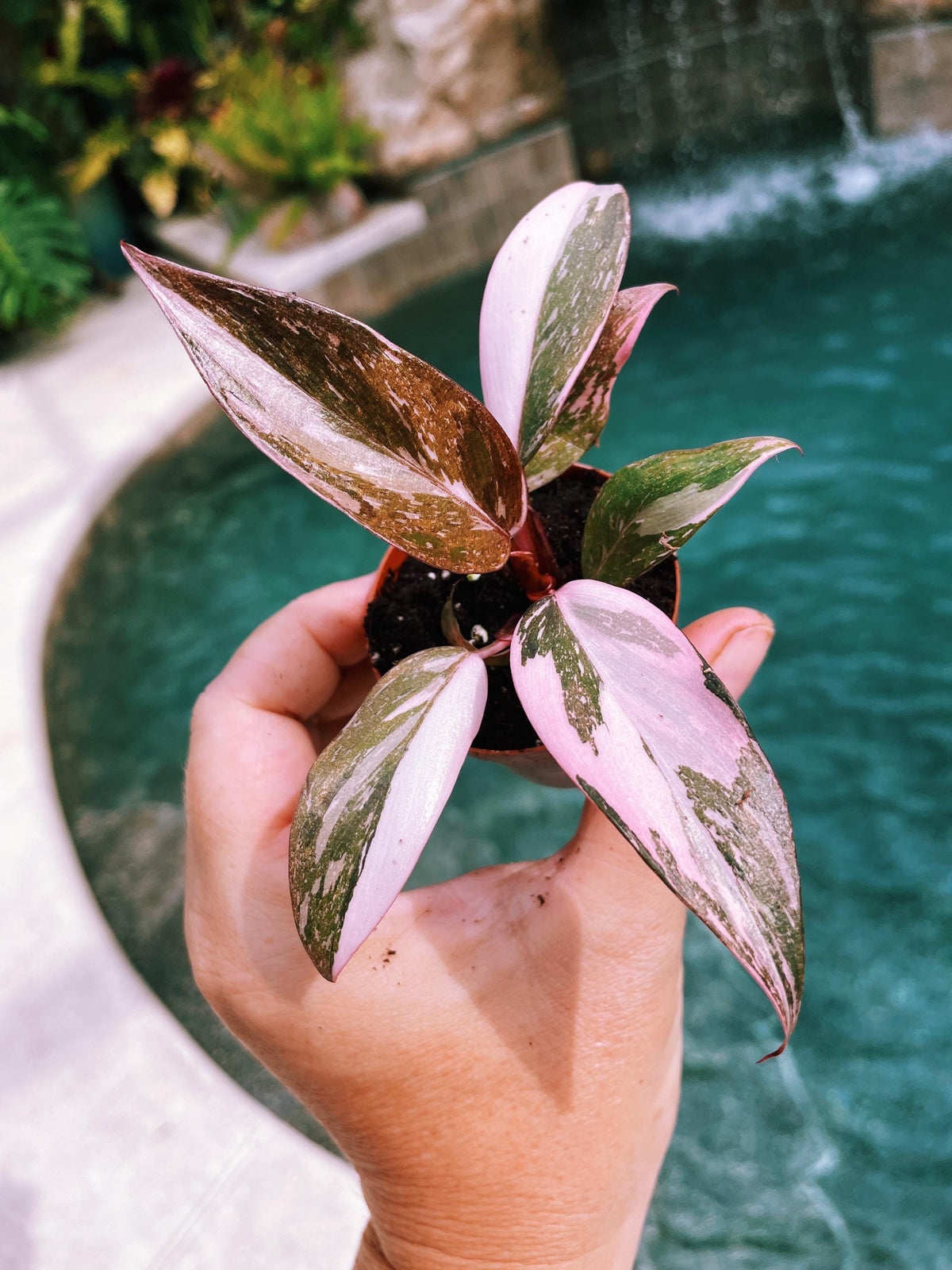 Rare Philodendron Pink Princess Tricolor Marble Galaxy Variegated 2&quot; potted starter plant gift Growers Choice aroid