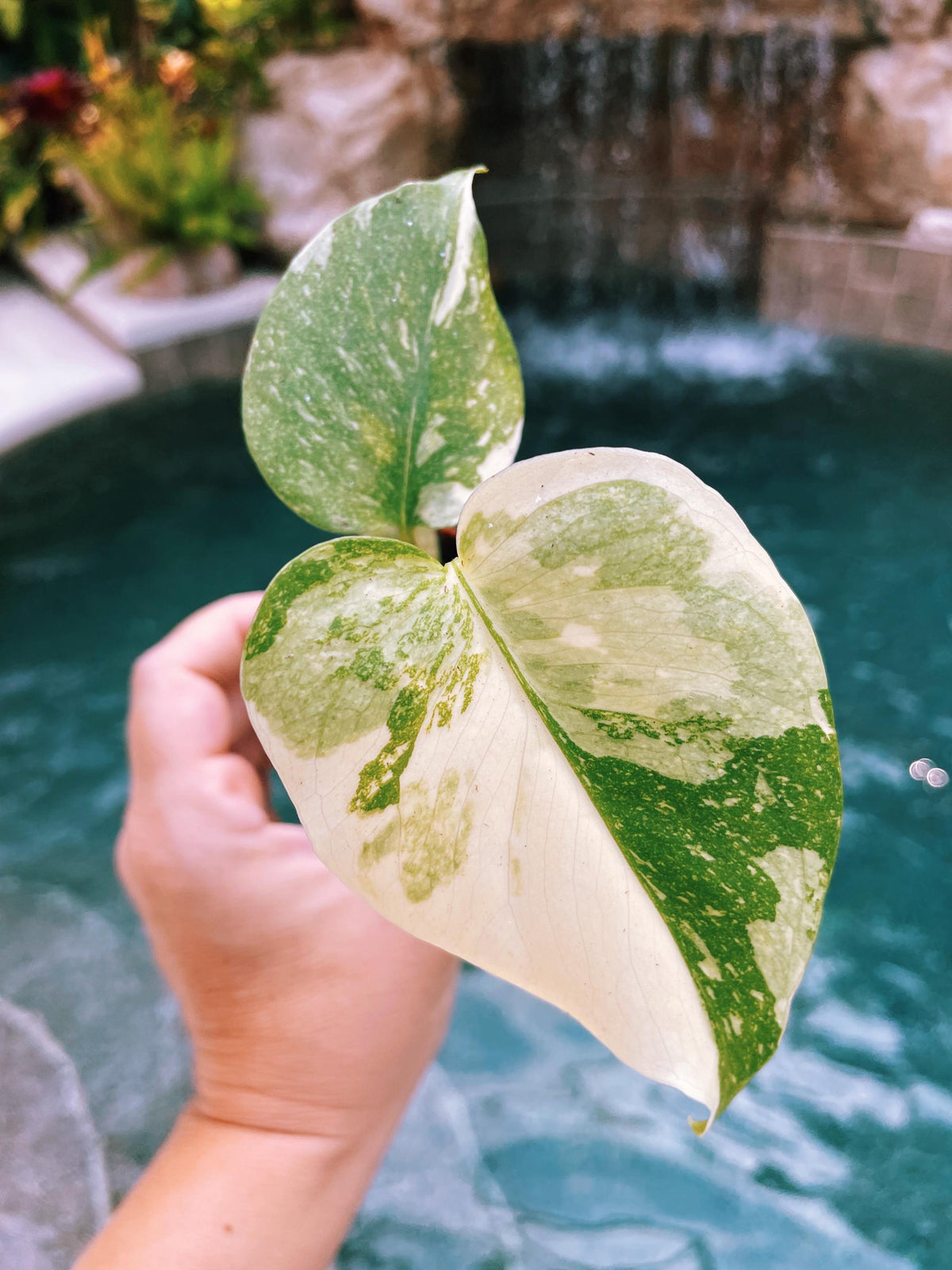 Premium Highly Variegated Growers Choice Monstera Thai Constellation Marble Milky Way Sport 4” potted starter plant live house