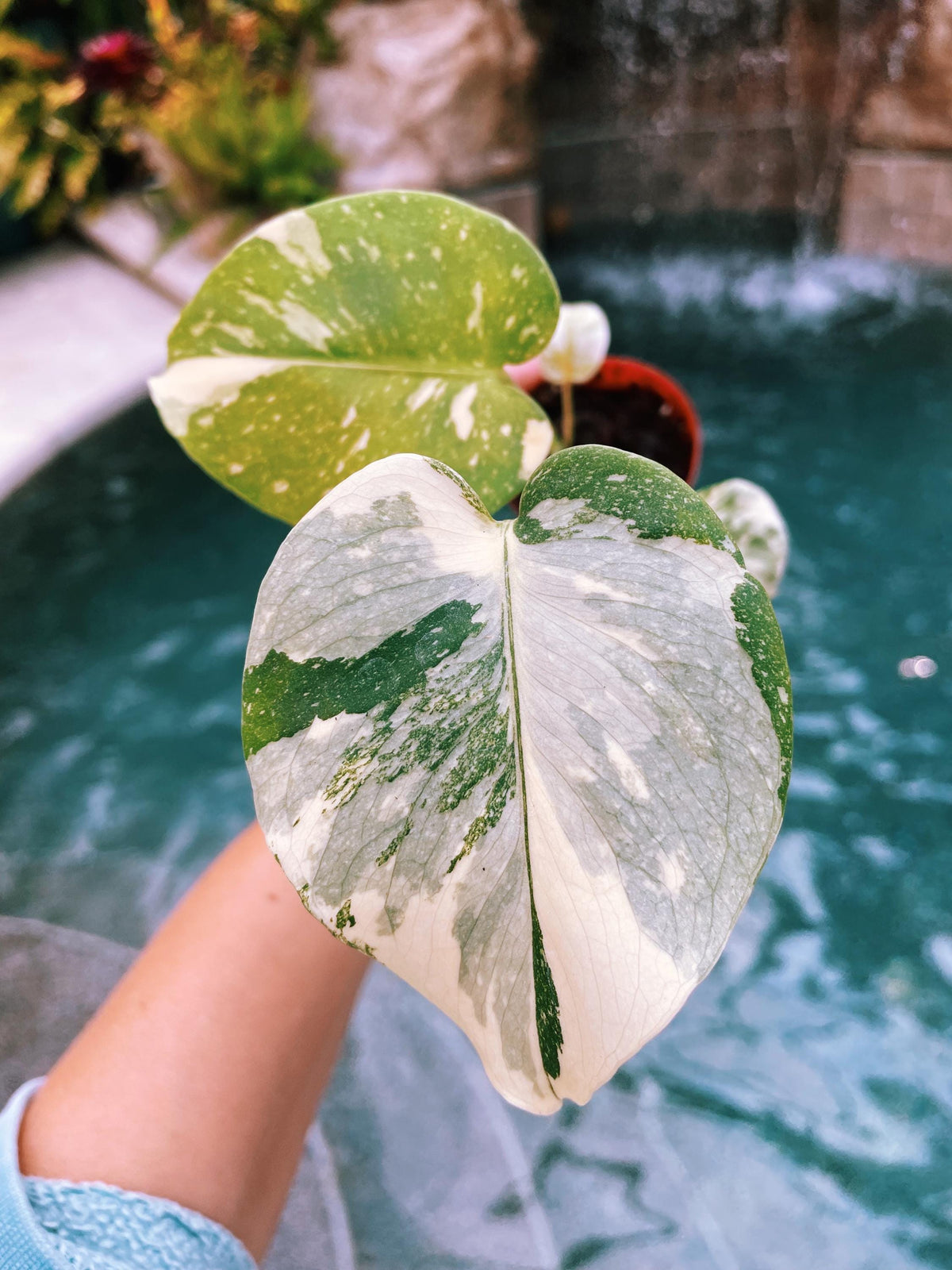 Premium Highly Variegated Growers Choice Monstera Thai Constellation Marble Milky Way Sport 4” potted starter plant live house