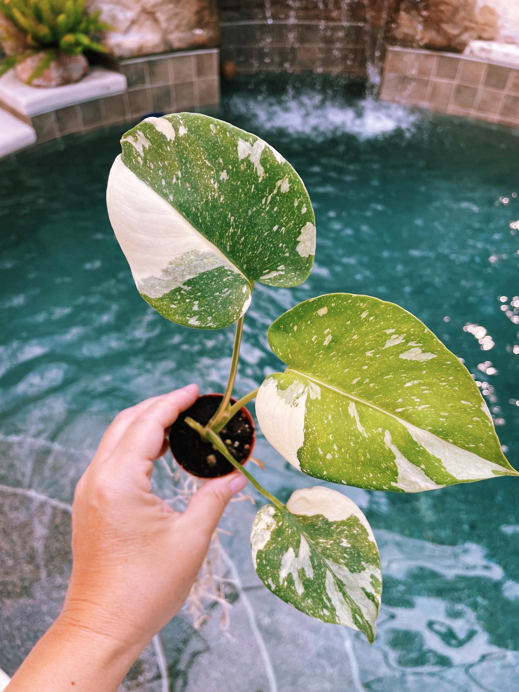 Variegated Growers Choice Monstera Thai Constellation Marble Milky Way 2 potted starter plant live house