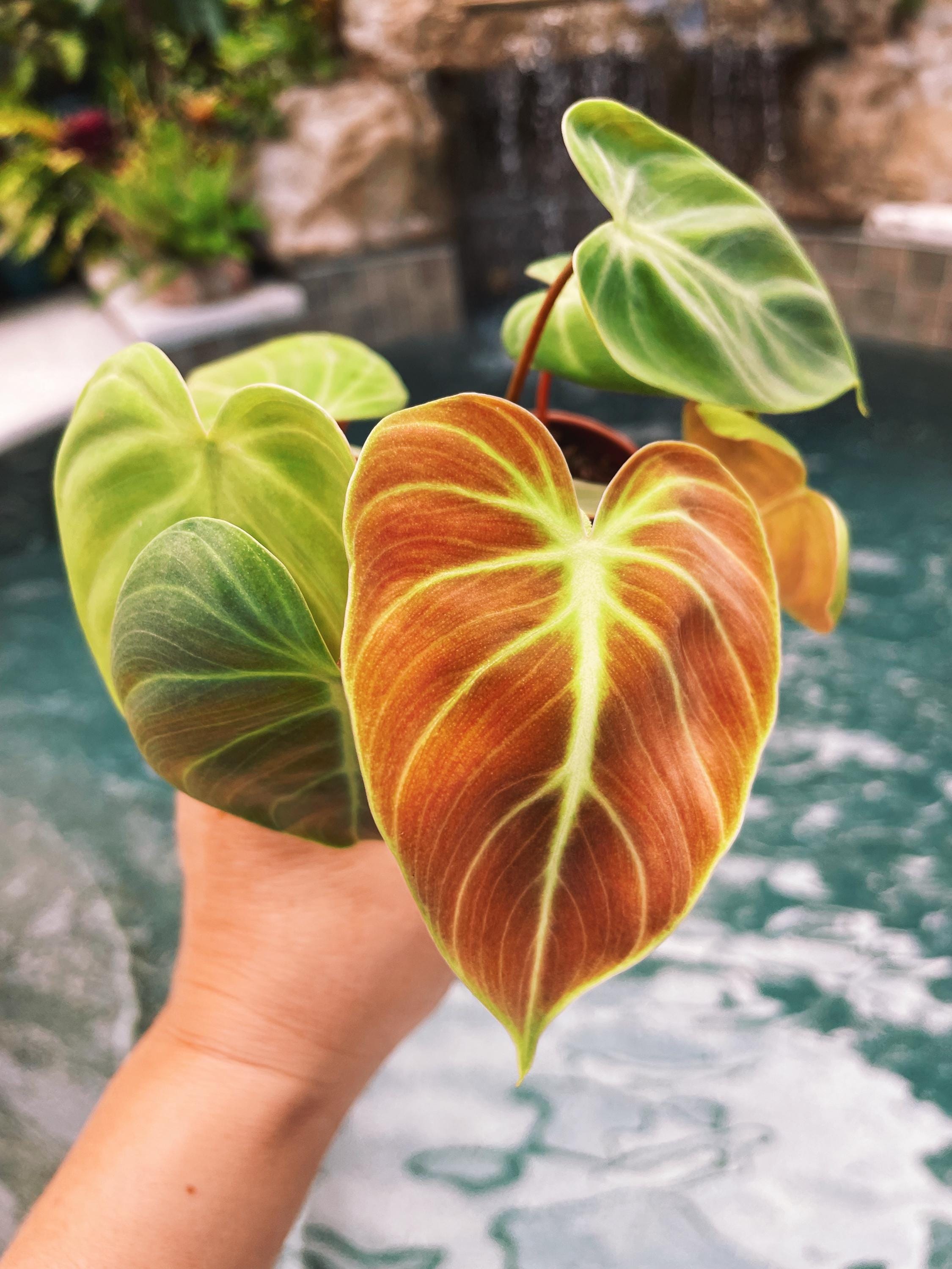 live philodendron plants Philodendron El Choco Red 2" potted starter plant live house