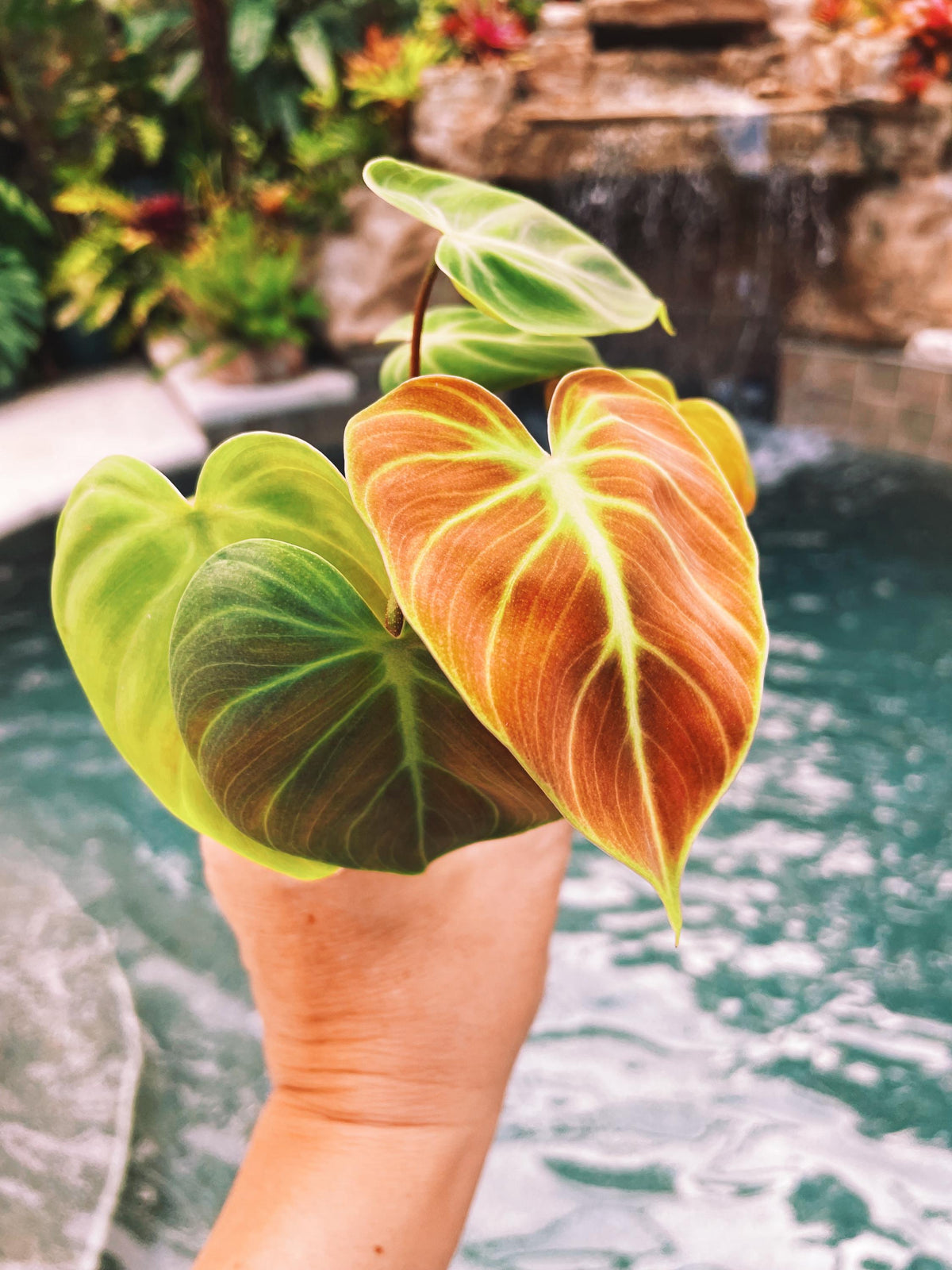 Philodendron El Choco Red 2&quot; potted starter plant live house