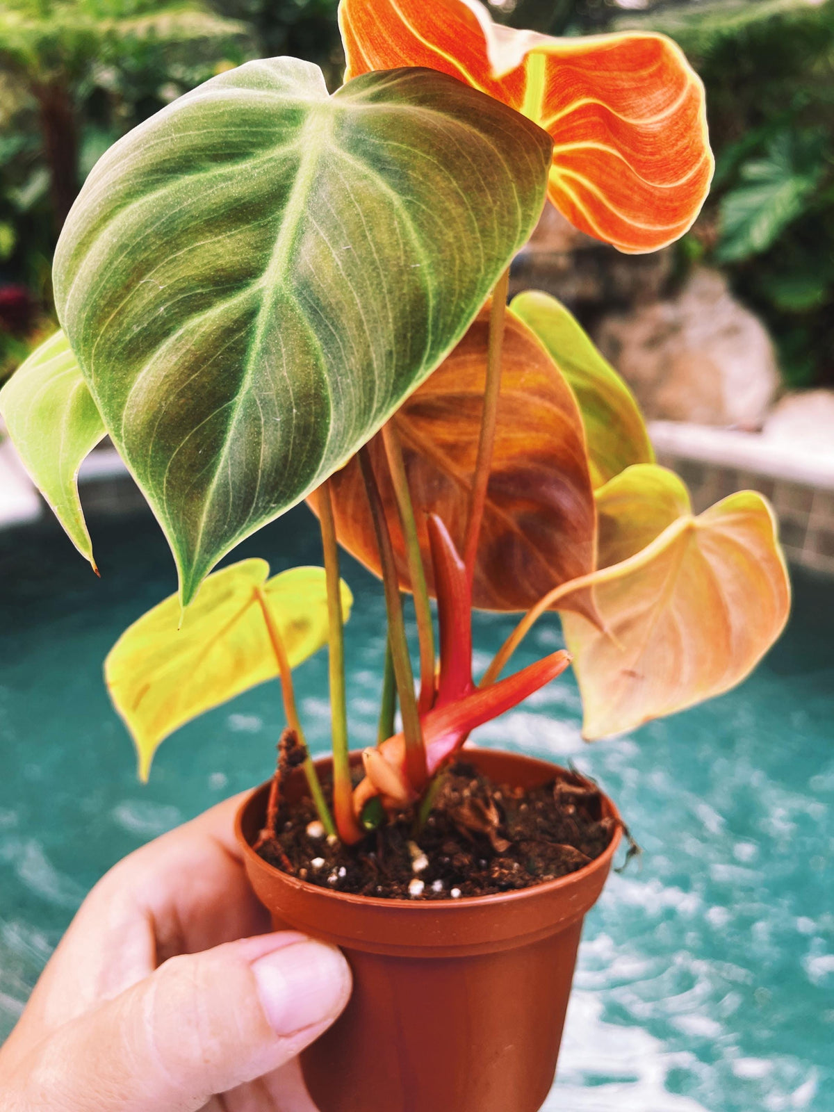 Philodendron El Choco Red 2&quot; potted starter plant live house