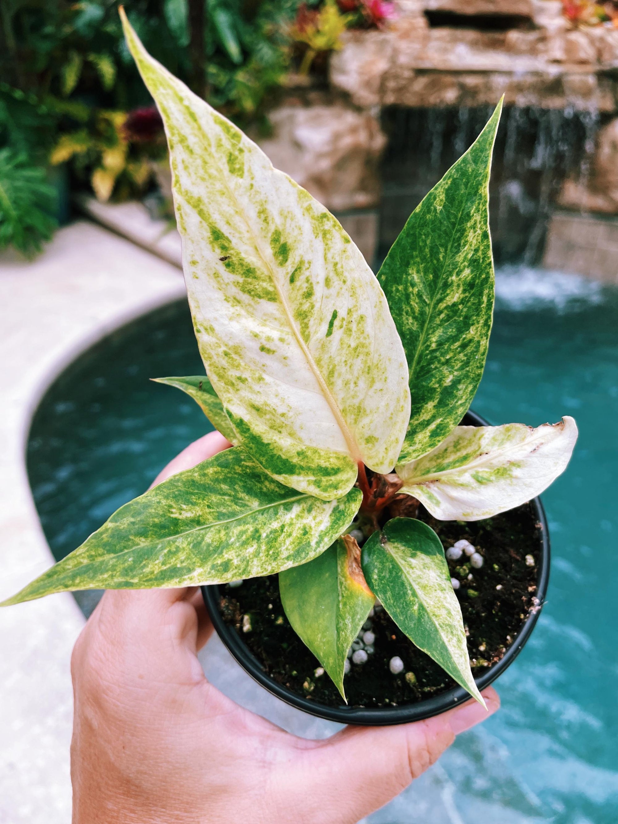 Actual Plant - Anthurium Hookeri Renaissance Birdsnest Albo Tricolor Variegated live 4 potted plant house plant