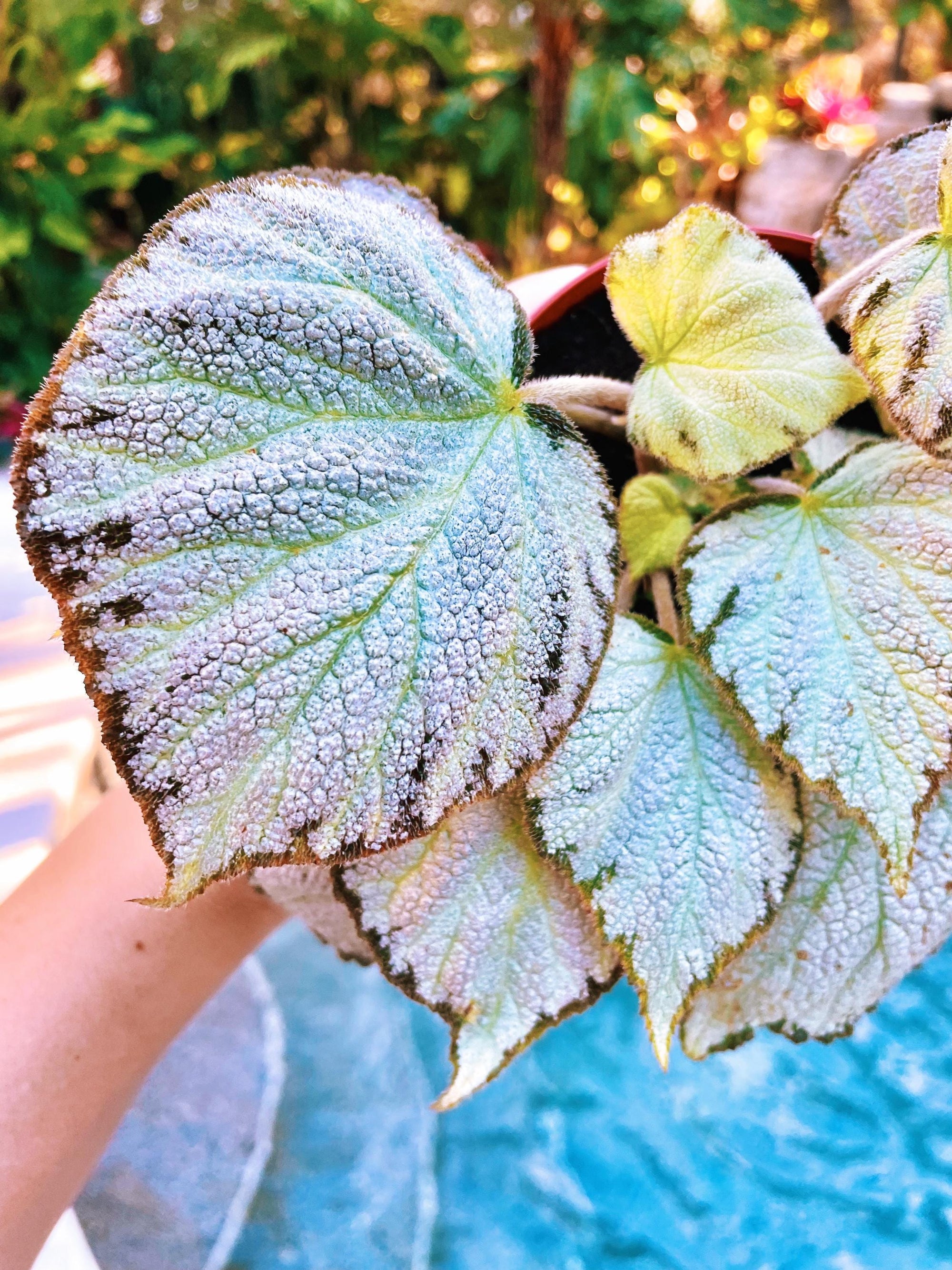 RARE Rex Begonia ‘Silver Jewel Live House  Plant Potted 4 gift