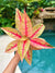 Aglaonema Red Legacy Pink Variegated live 4 potted plant house plant