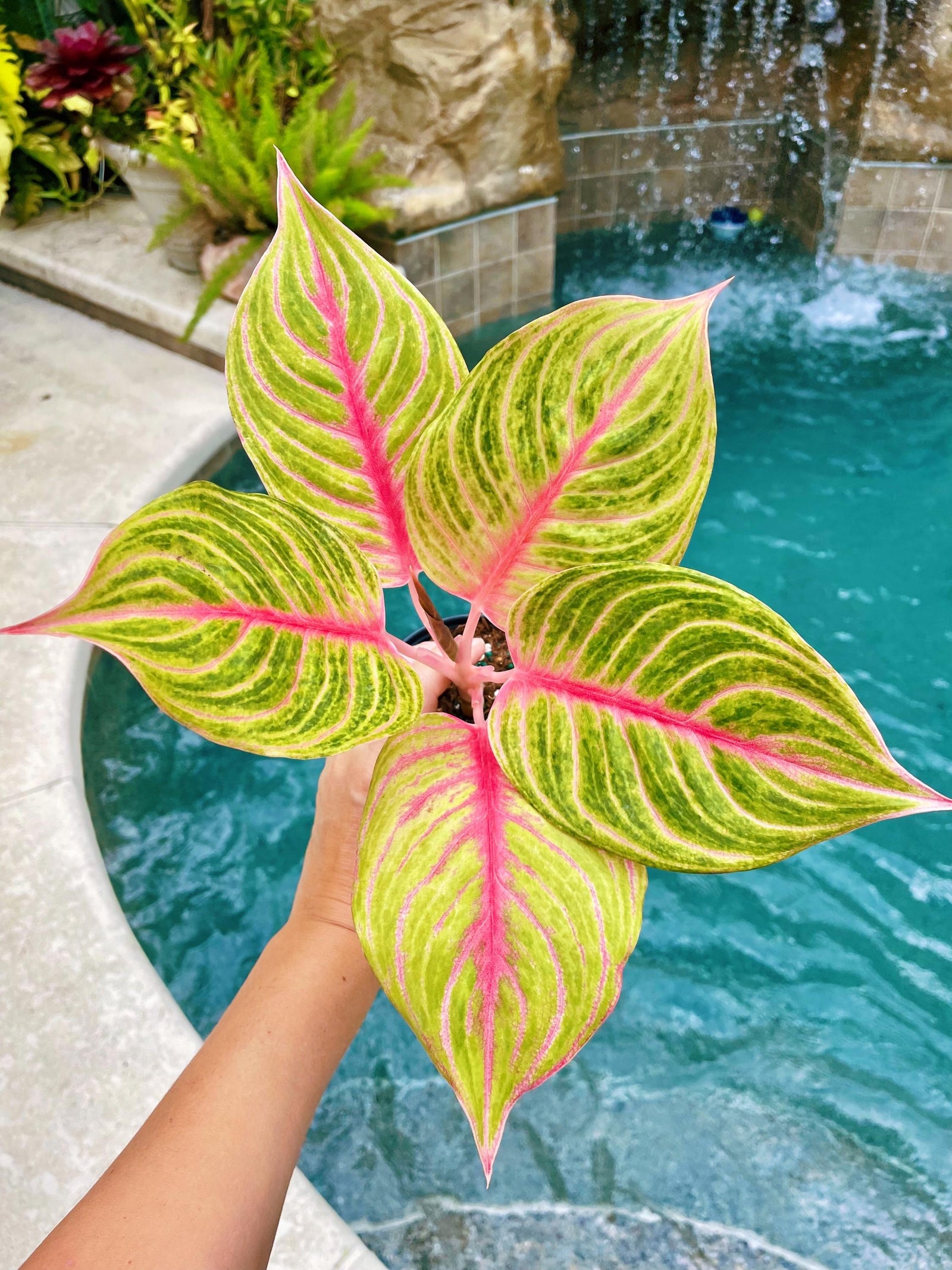 Aglaonema Jolie Pink Variegated live 4" potted plant house plant
