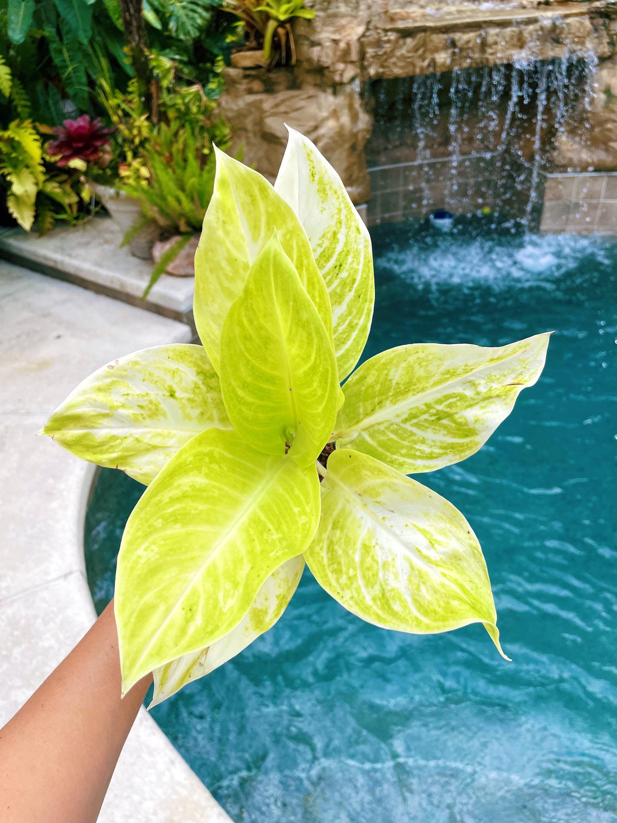 Aglaonema Sundrop Neon green Variegated live 4&quot; potted plant house plant