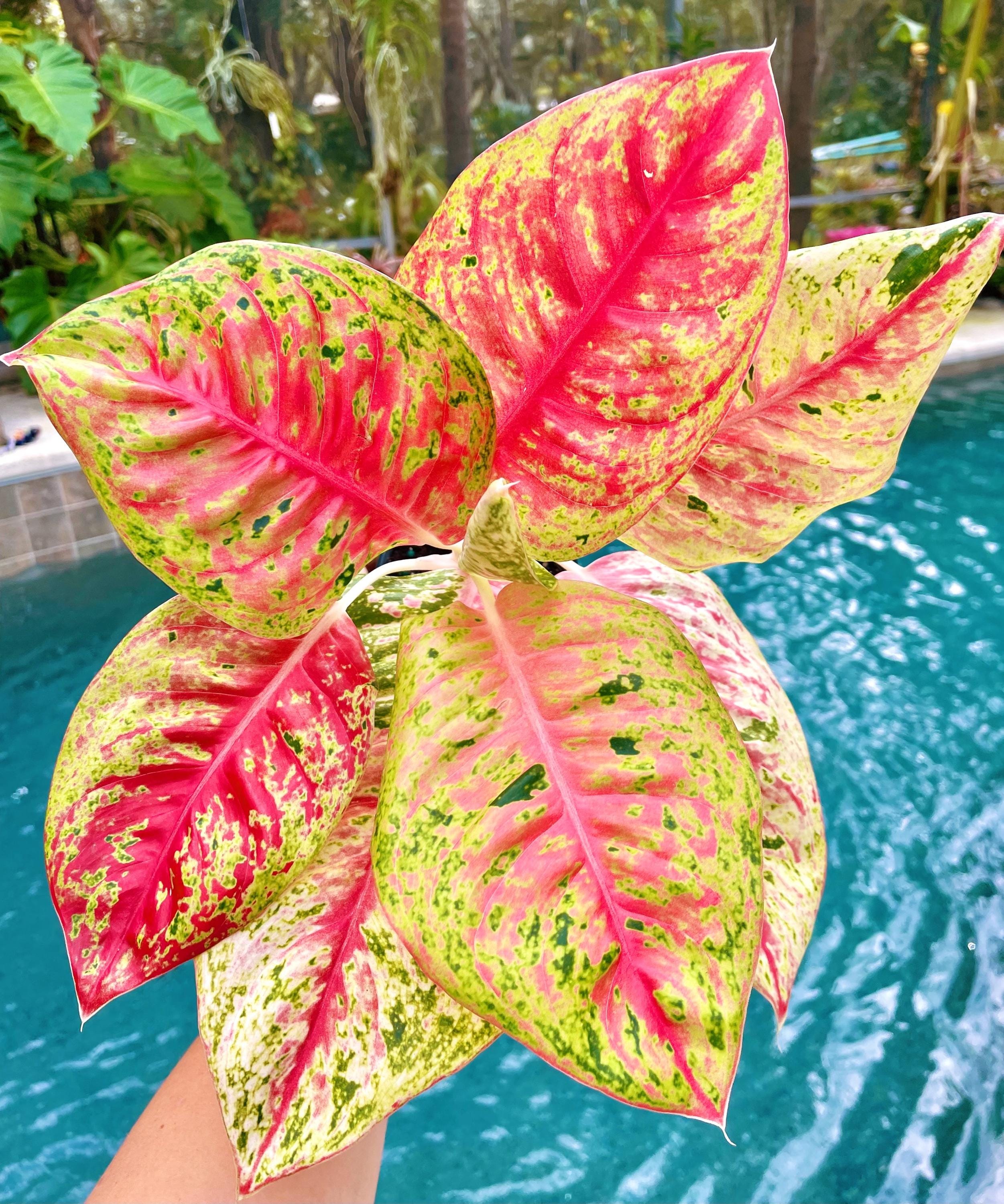 plant red aglaonema Aglaonema Red Mahasetti Variegated live 4" potted plant house plant