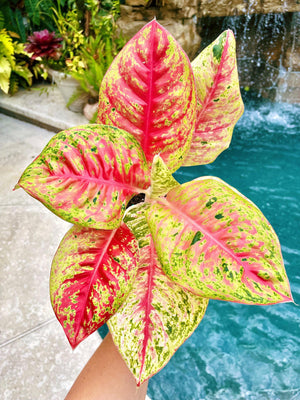 colored aglaonema flower Aglaonema Red Mahasetti Variegated live 4" potted plant house plant