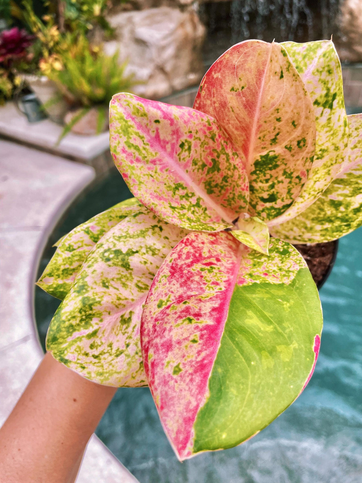 Rare Variegated Aglaonema ‘Pink Emerald Live House Plant Potted 4” gift US Seller growers choice