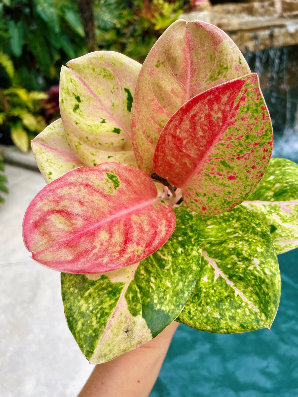 Rare Variegated Aglaonema ‘Pink Emerald Live House Plant Potted 4” gift US Seller growers choice