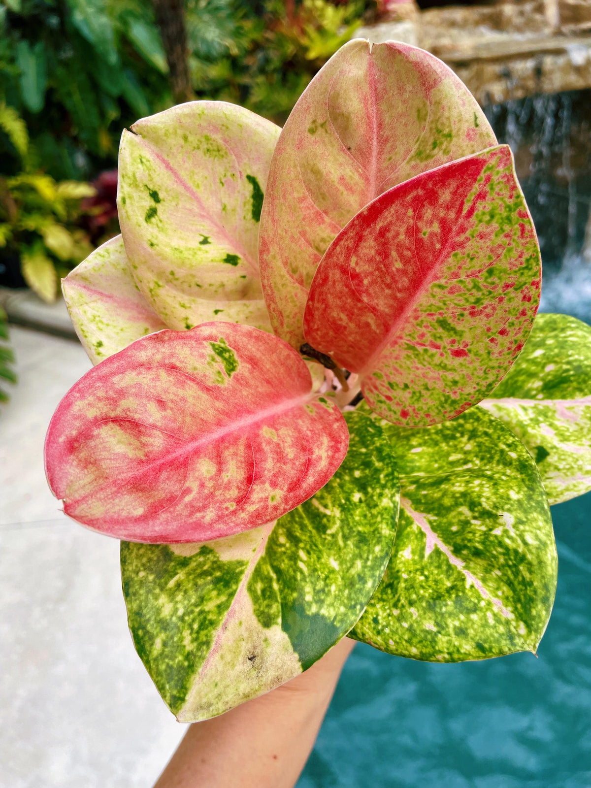 Rare Variegated Aglaonema ‘Pink Emerald Live House Plant Potted 4” pot gift US Seller