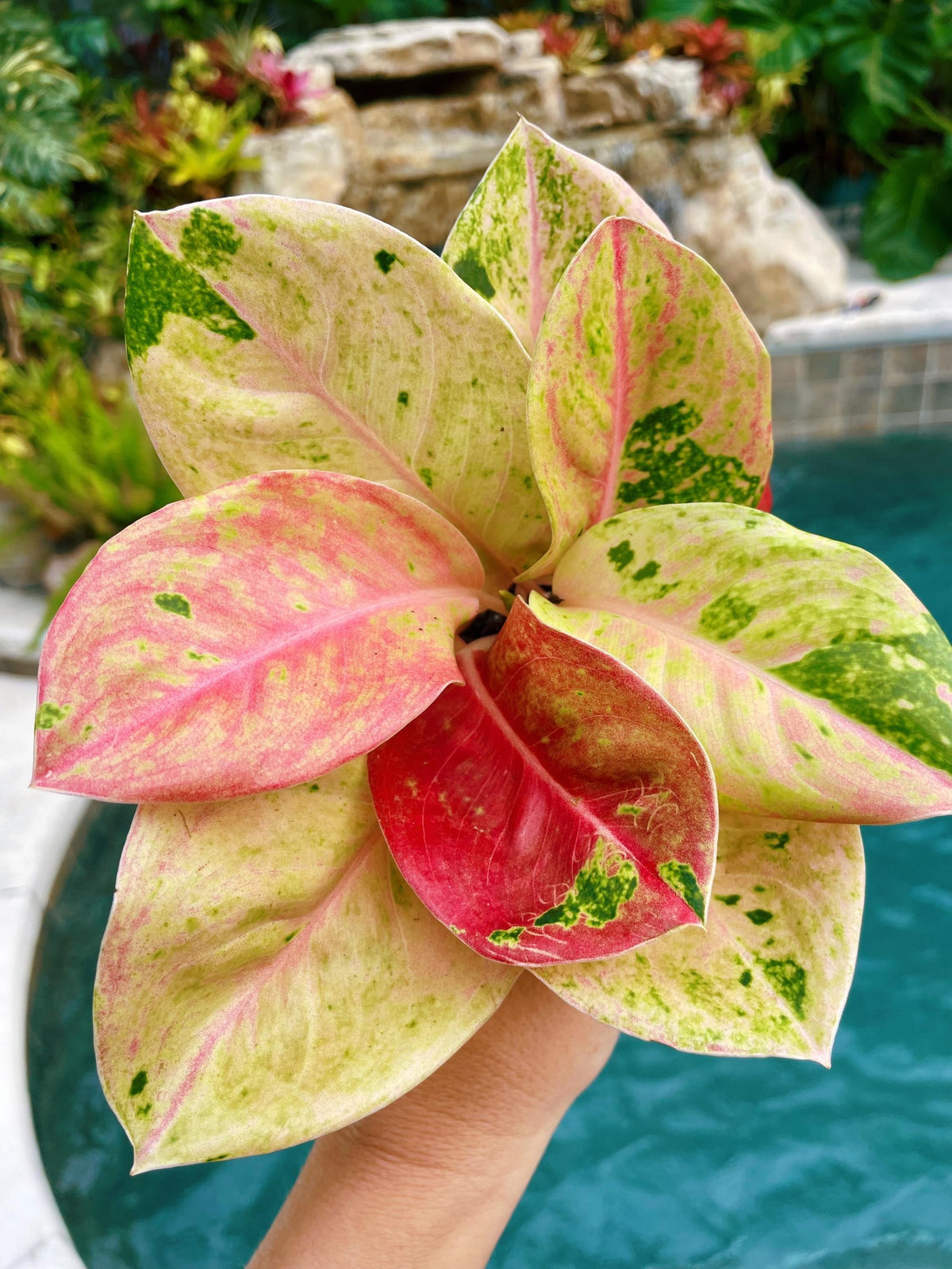 Rare Variegated Aglaonema ‘Pink Emerald Live House Plant Potted 4” pot gift US Seller