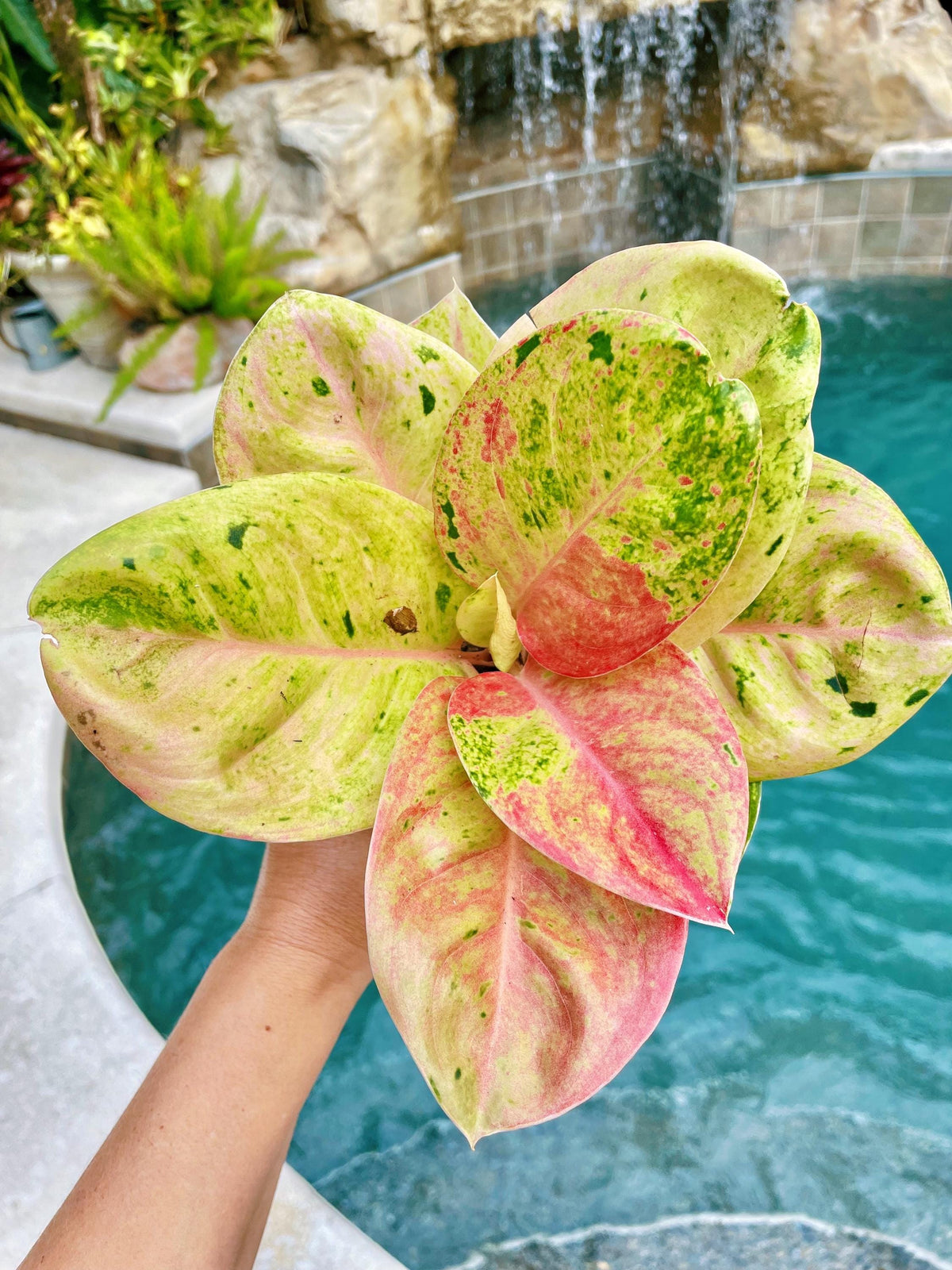 Rare Variegated Aglaonema ‘Pink Emerald Live House Plant Potted 4” gift US Seller growers choice