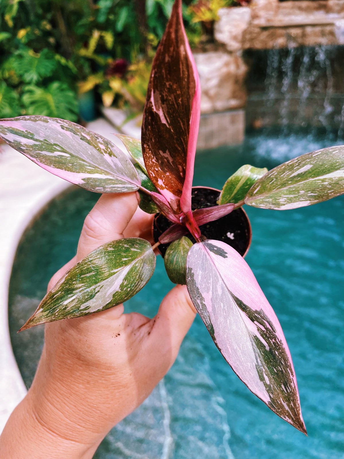 Rare Philodendron Pink Princess Tricolor Marble Galaxy Variegated 2&quot; potted starter plant gift Growers Choice aroid