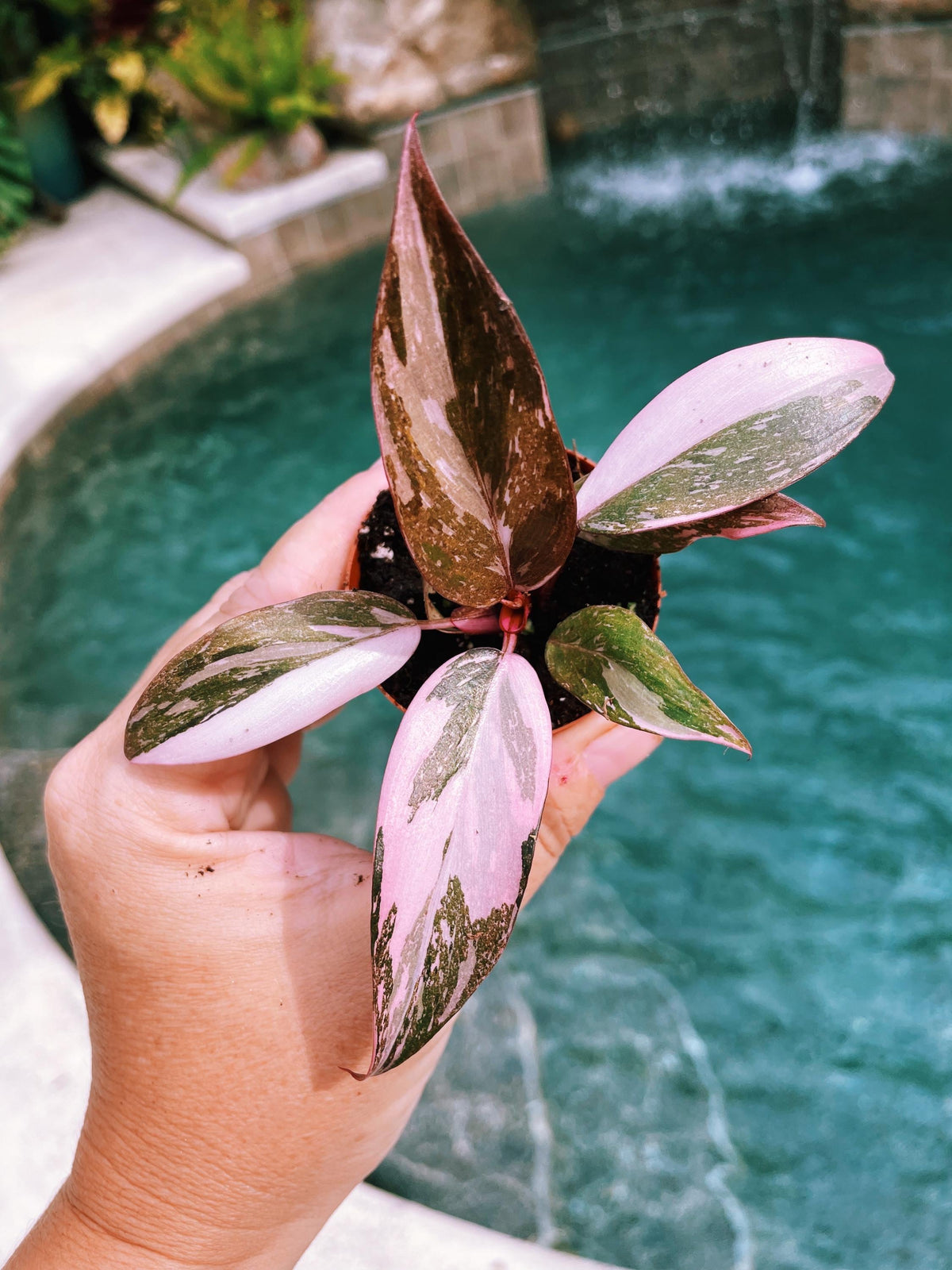 Rare Philodendron Pink Princess Tricolor Marble Galaxy Variegated 2&quot; potted starter plant gift Growers Choice aroid